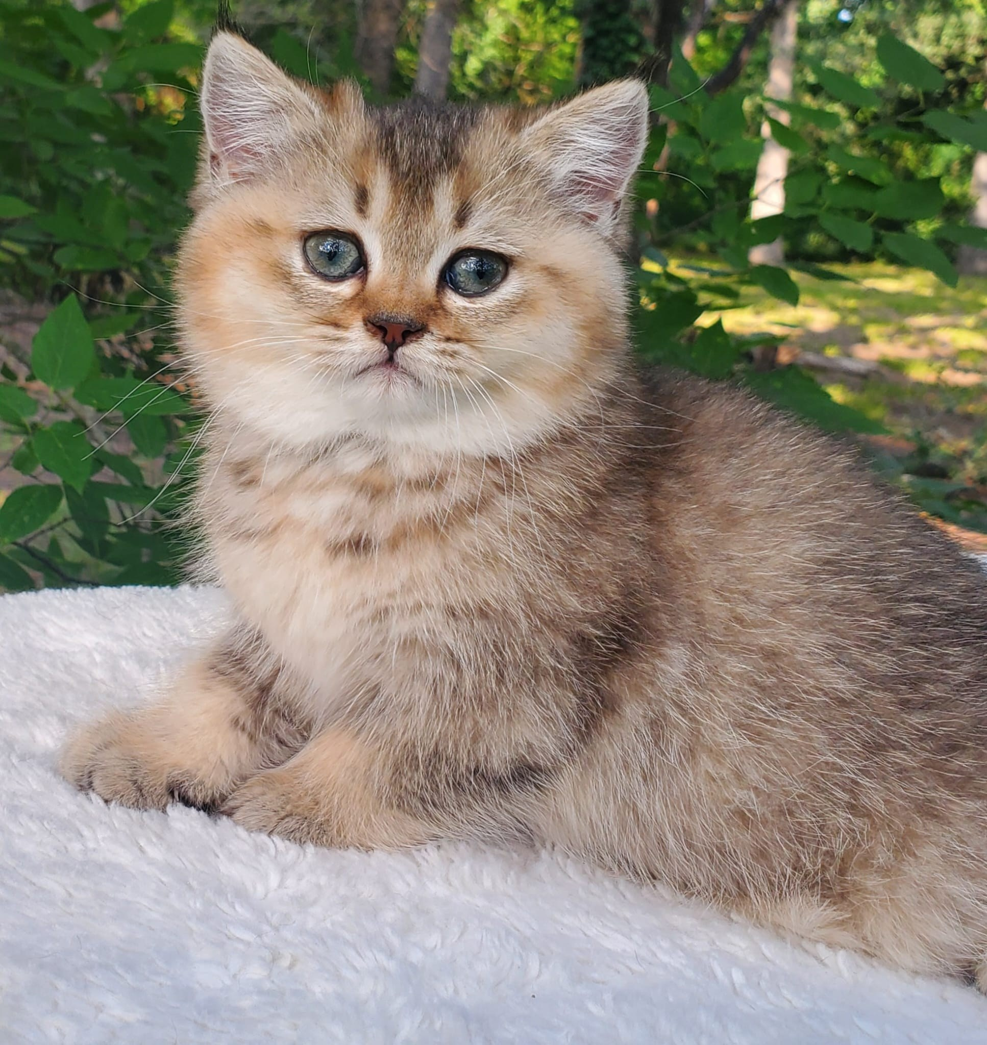 Tina, female, DB-04.07.25, sold. British shorhair Cats