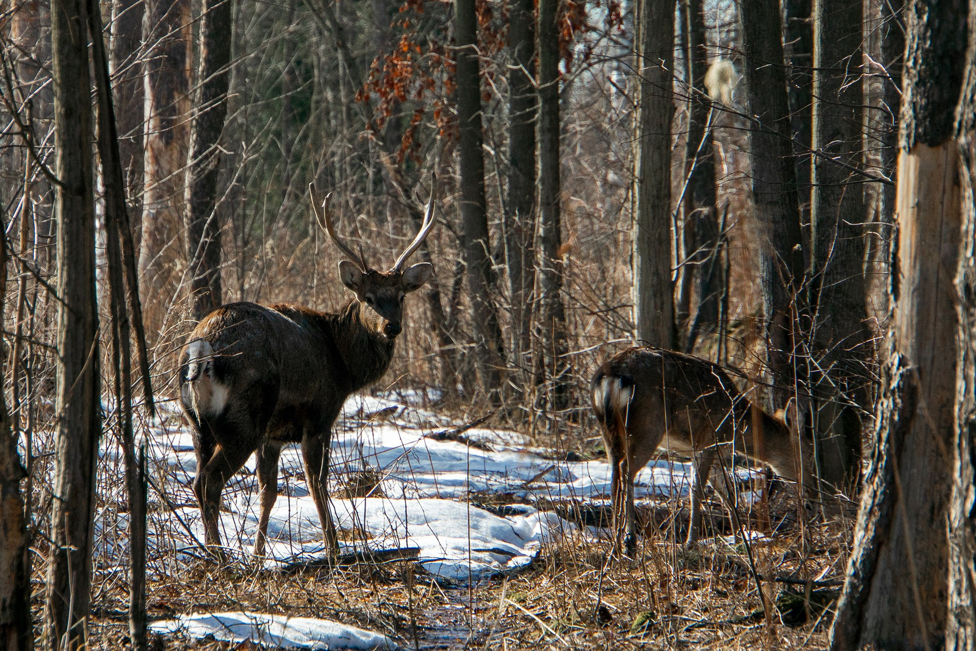 Животные. Ваш личный фотограф Марина Волкова