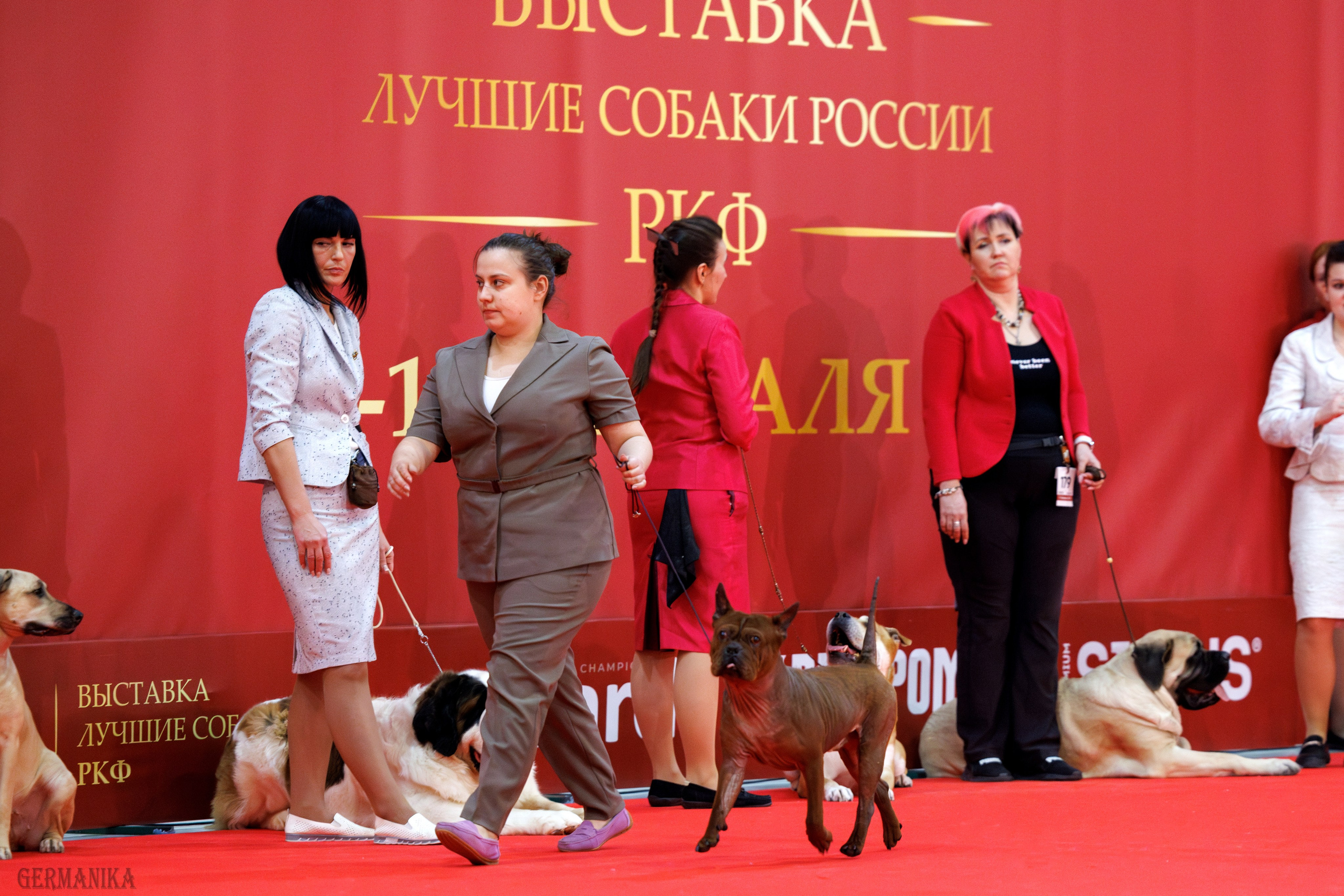 Лучшие Собаки России 17-18.02.2024. Фотограф-анималист Юлия Германика