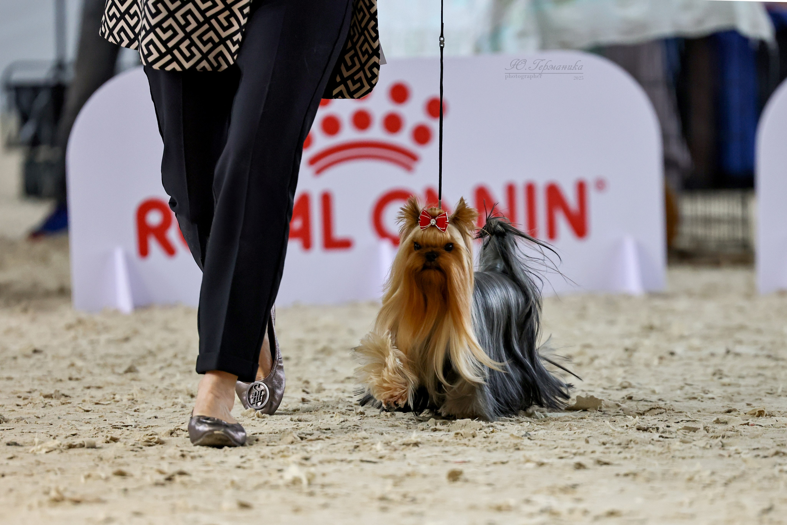 Астана 2хCACIB 26-28.09.2025. Фотограф-анималист Юлия Германика