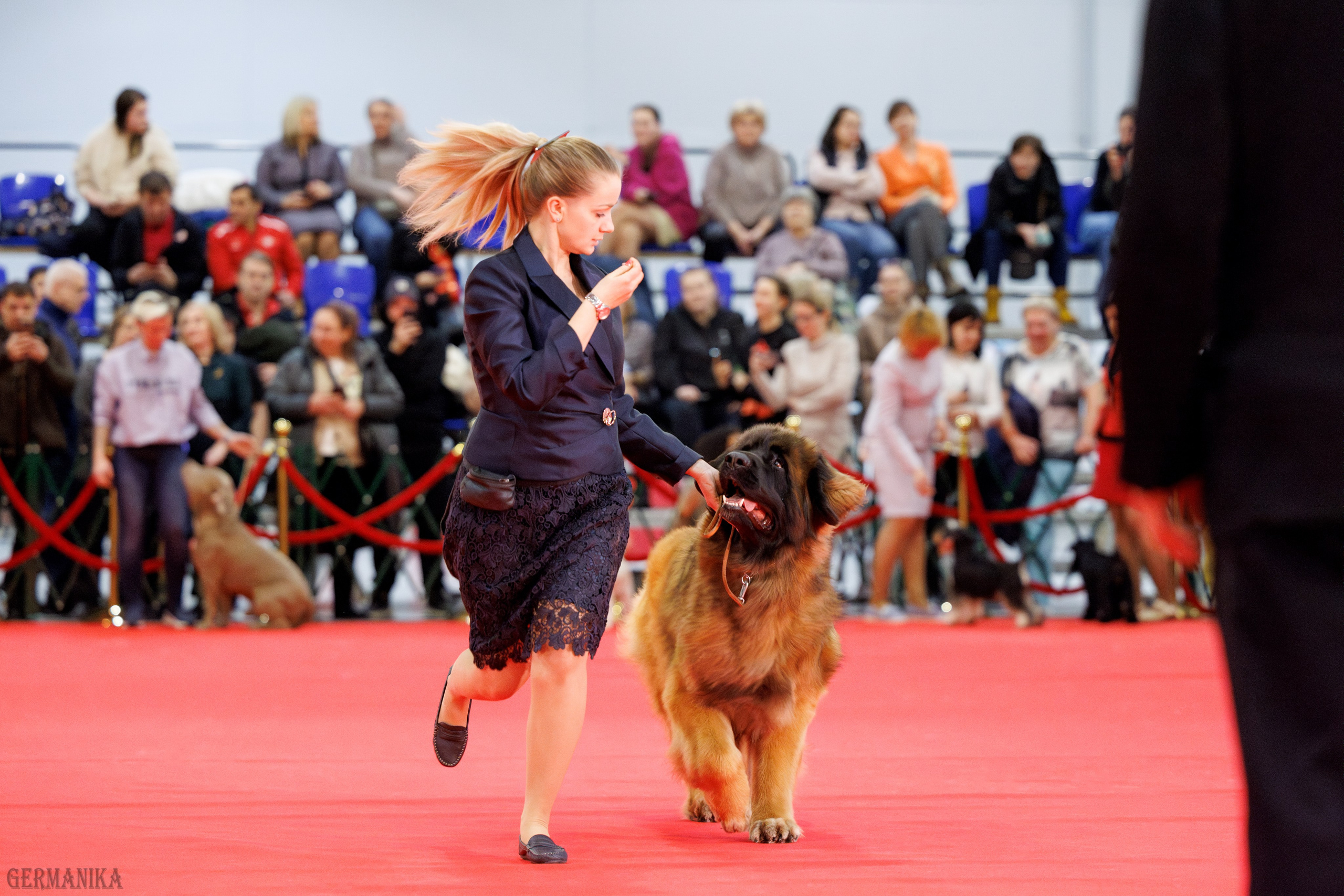 Лучшие Собаки России 17-18.02.2024. Фотограф-анималист Юлия Германика