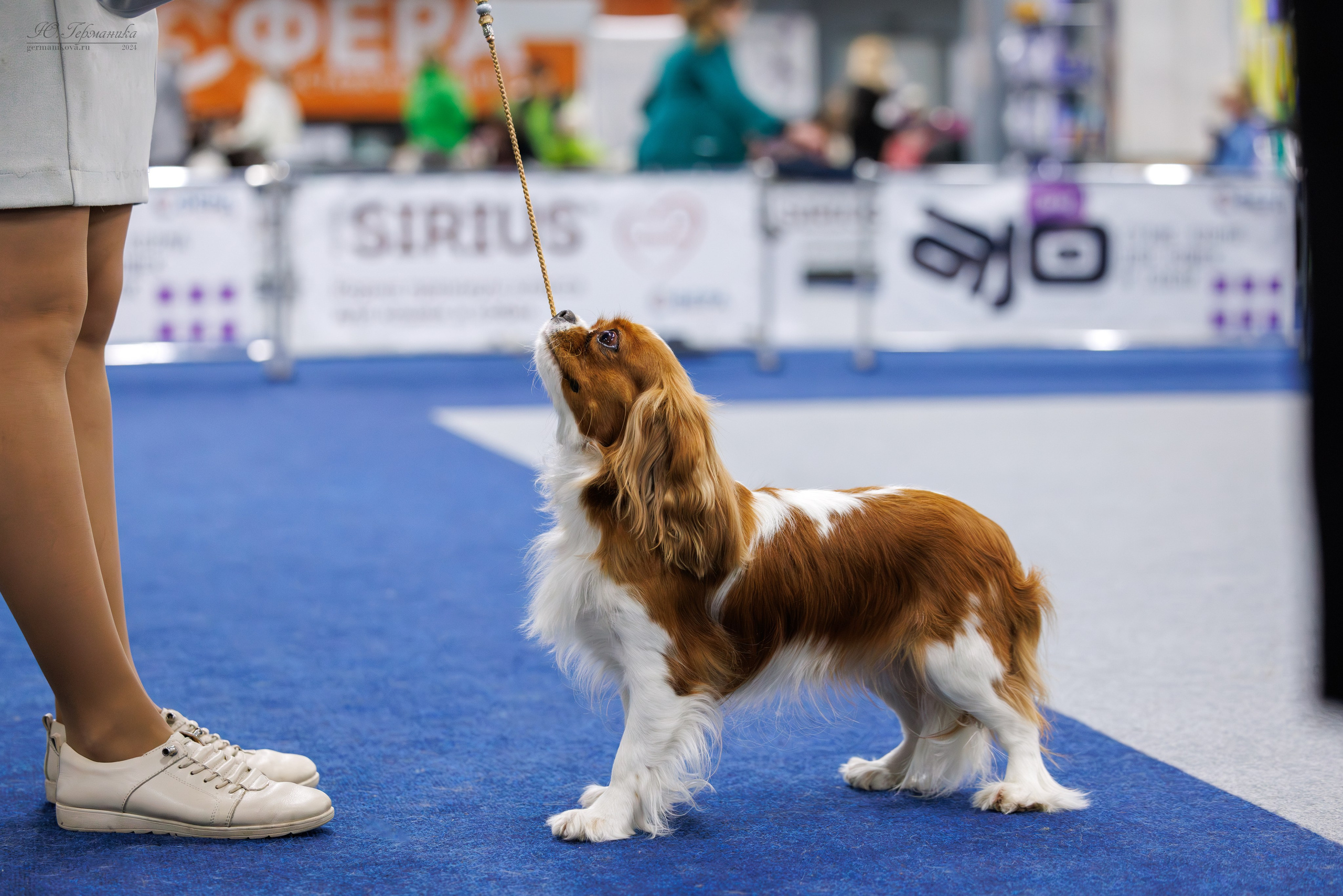 Сфера 06.04.2025. Фотограф-анималист Юлия Германика