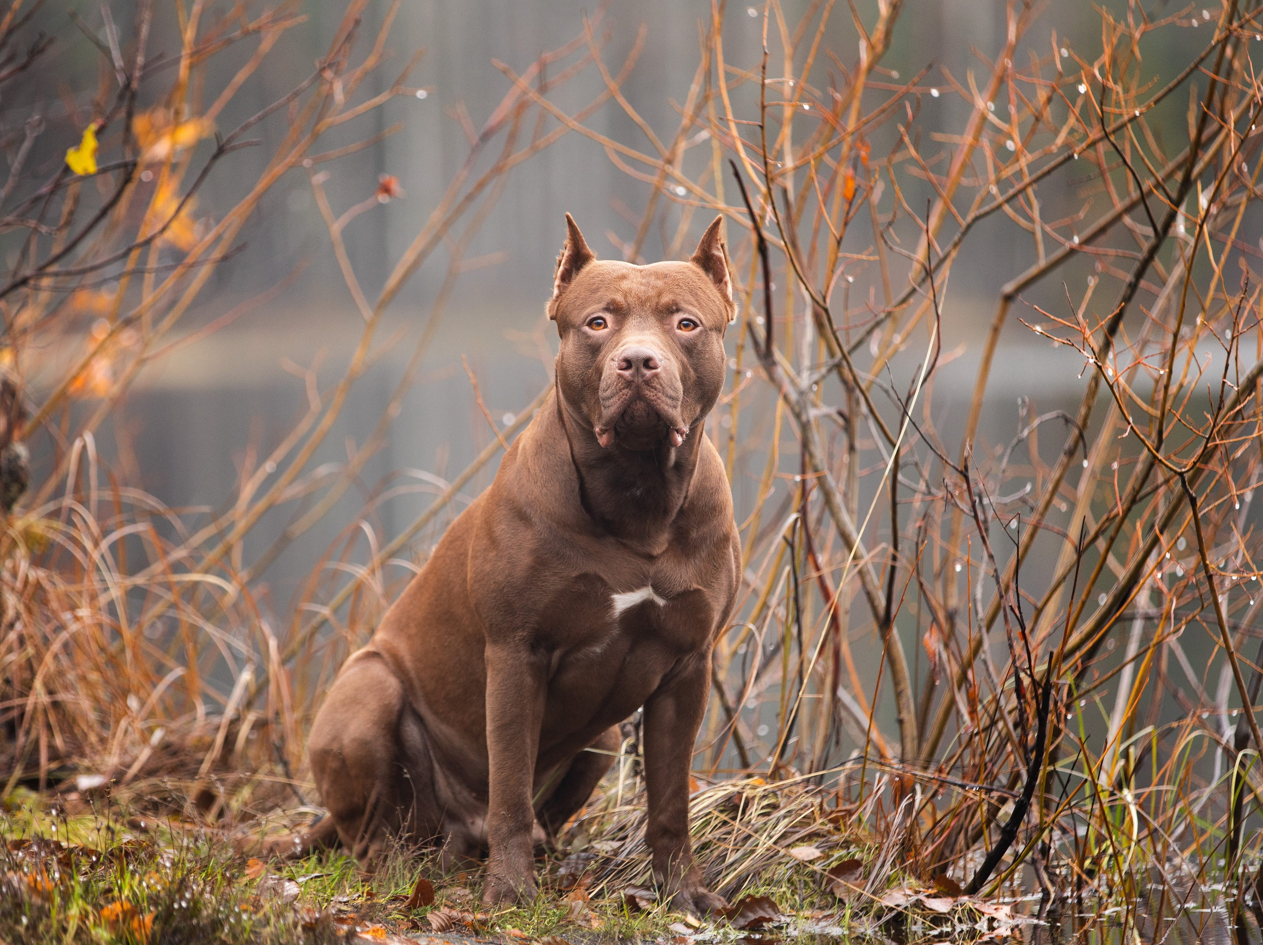 Прогулочные фотосъёмки лес, поле. Фотограф-анималист Павлова Любовь