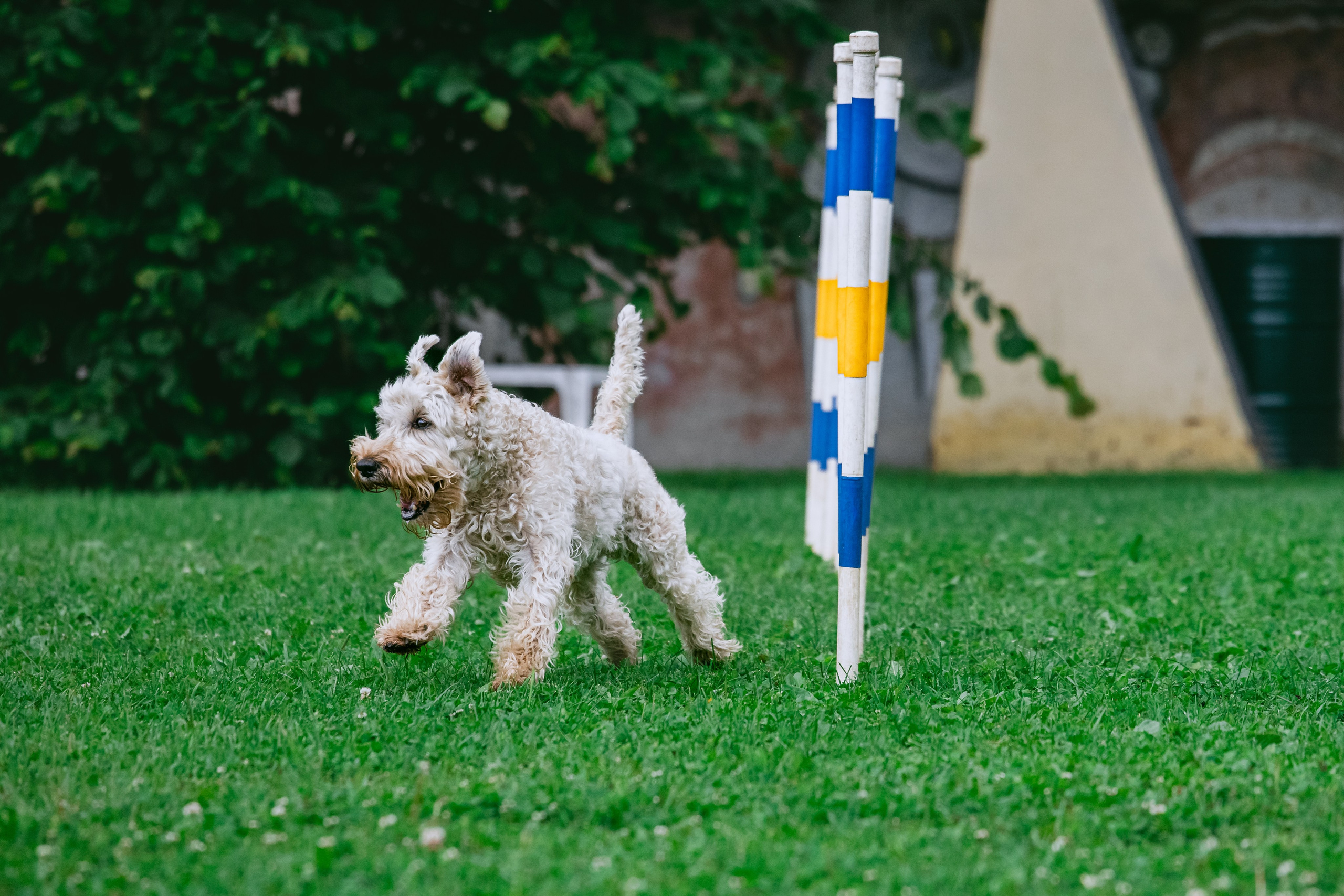 Соревнования по аджилити Долгопрудный 30.06.2025. Фотограф-анималист Татьяна Степанова
