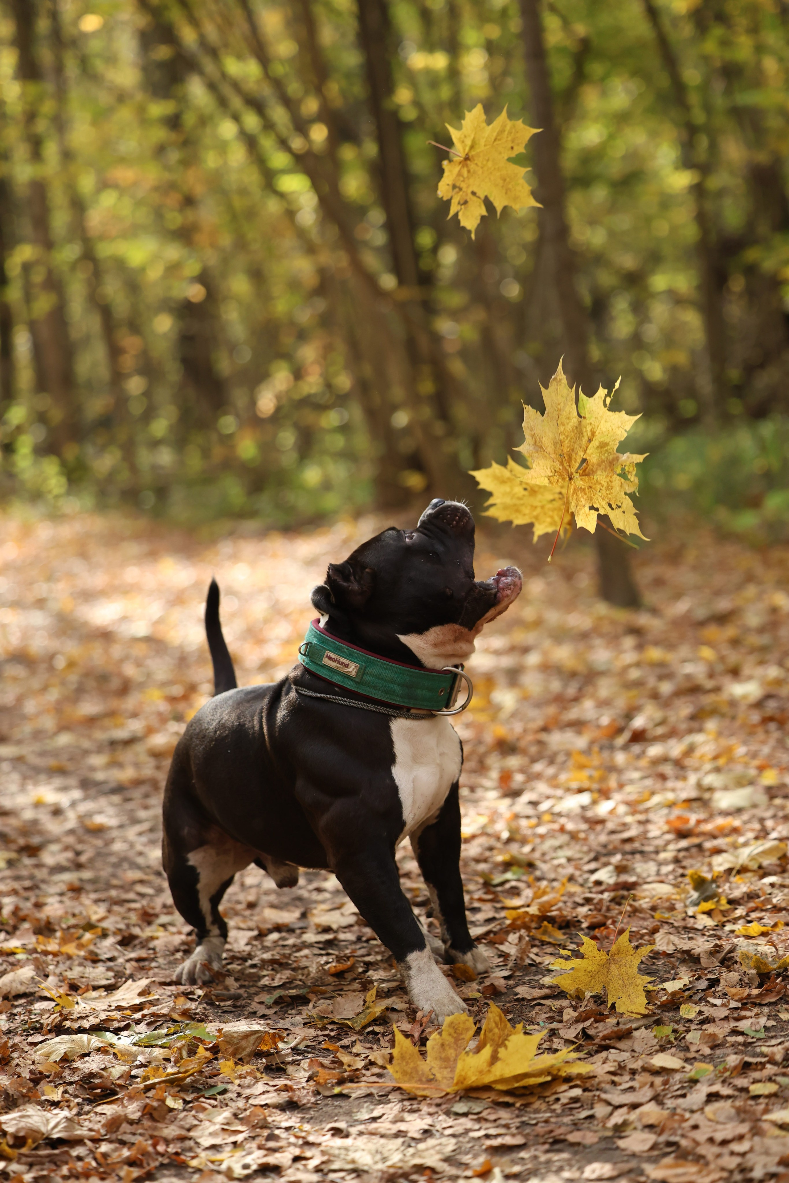 Бумер. Виктория Михайловская. Фотограф-анималист. Москва
