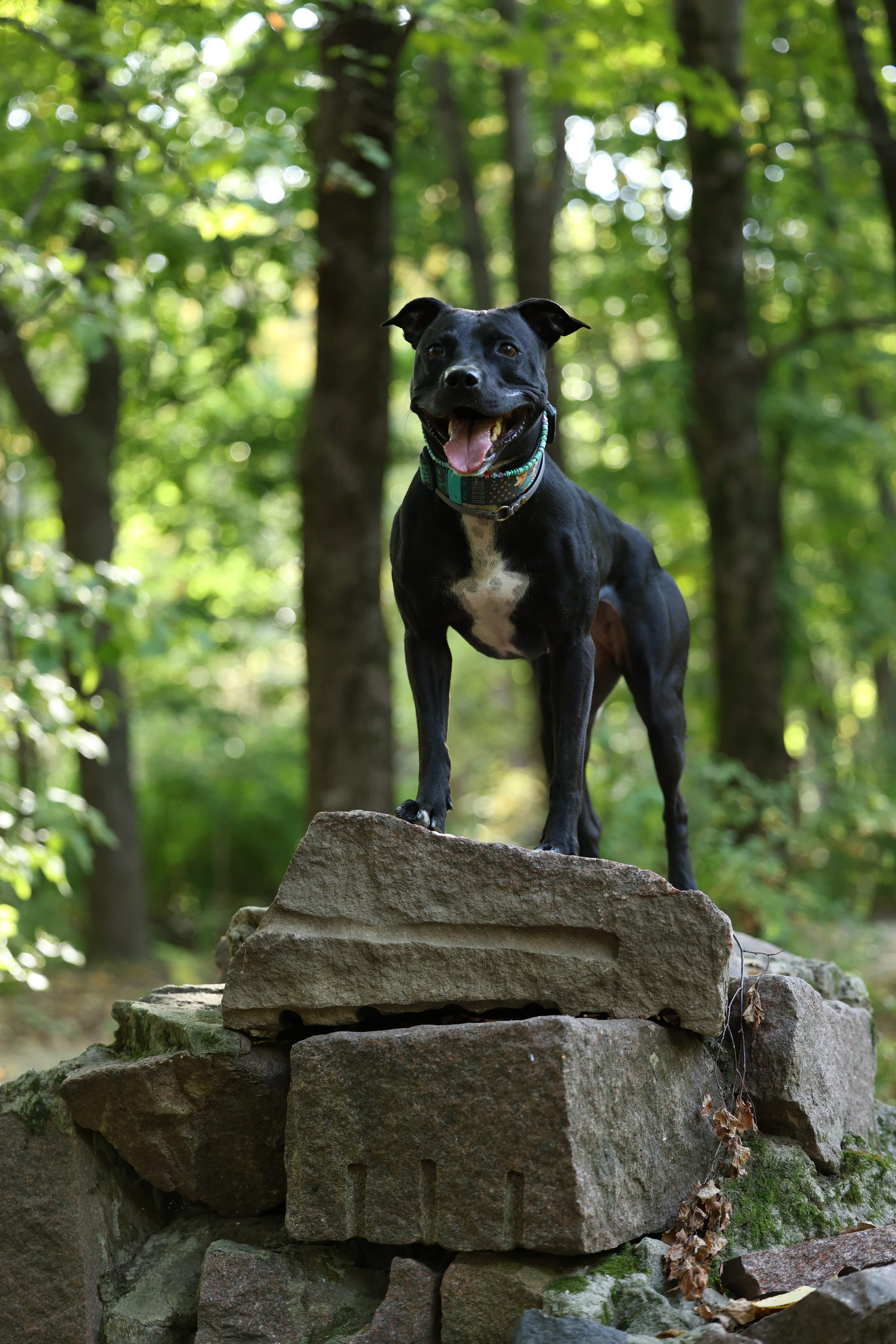 Алена и Бора. Виктория Михайловская. Фотограф-анималист. Москва