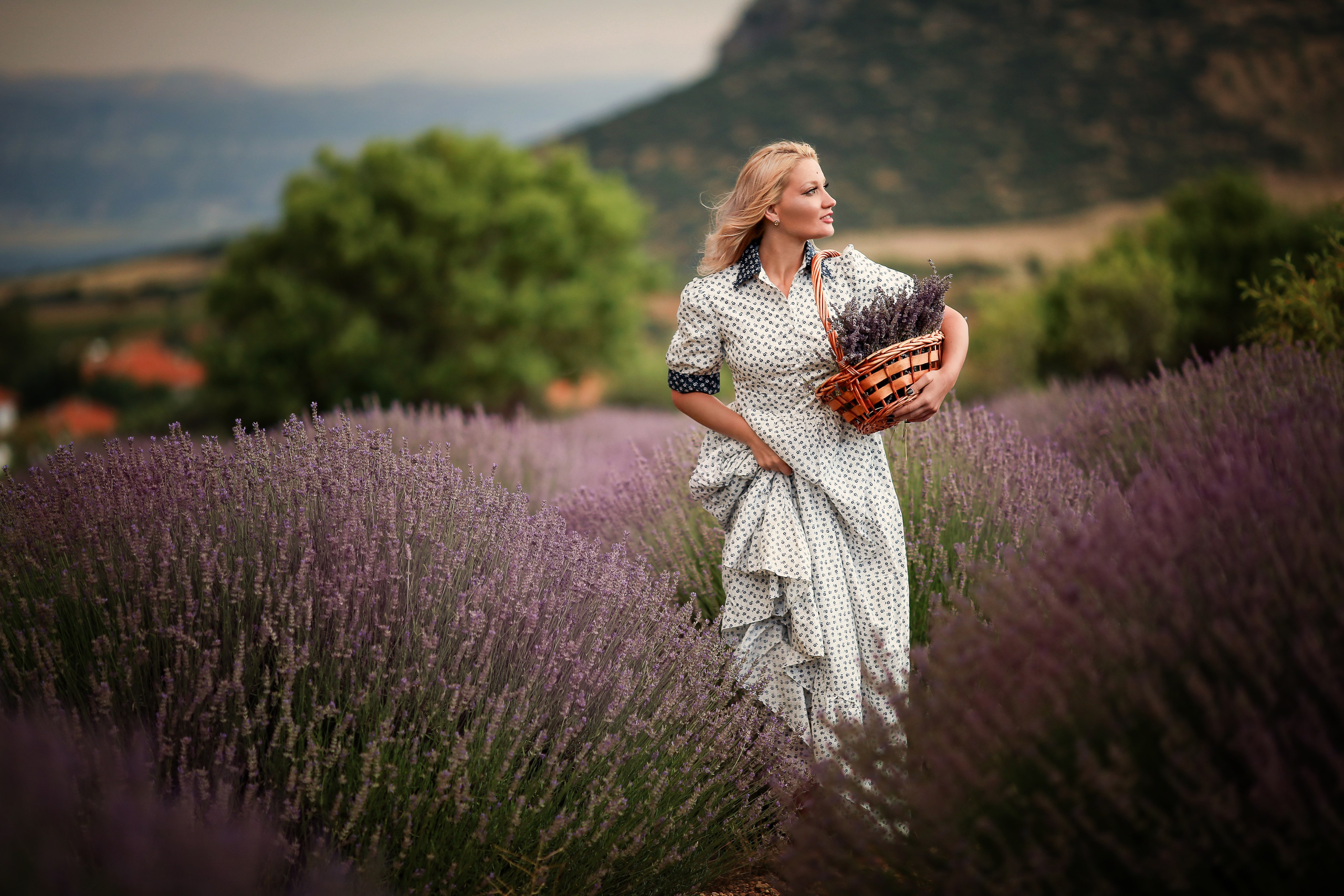 Lavender fields in Turkey