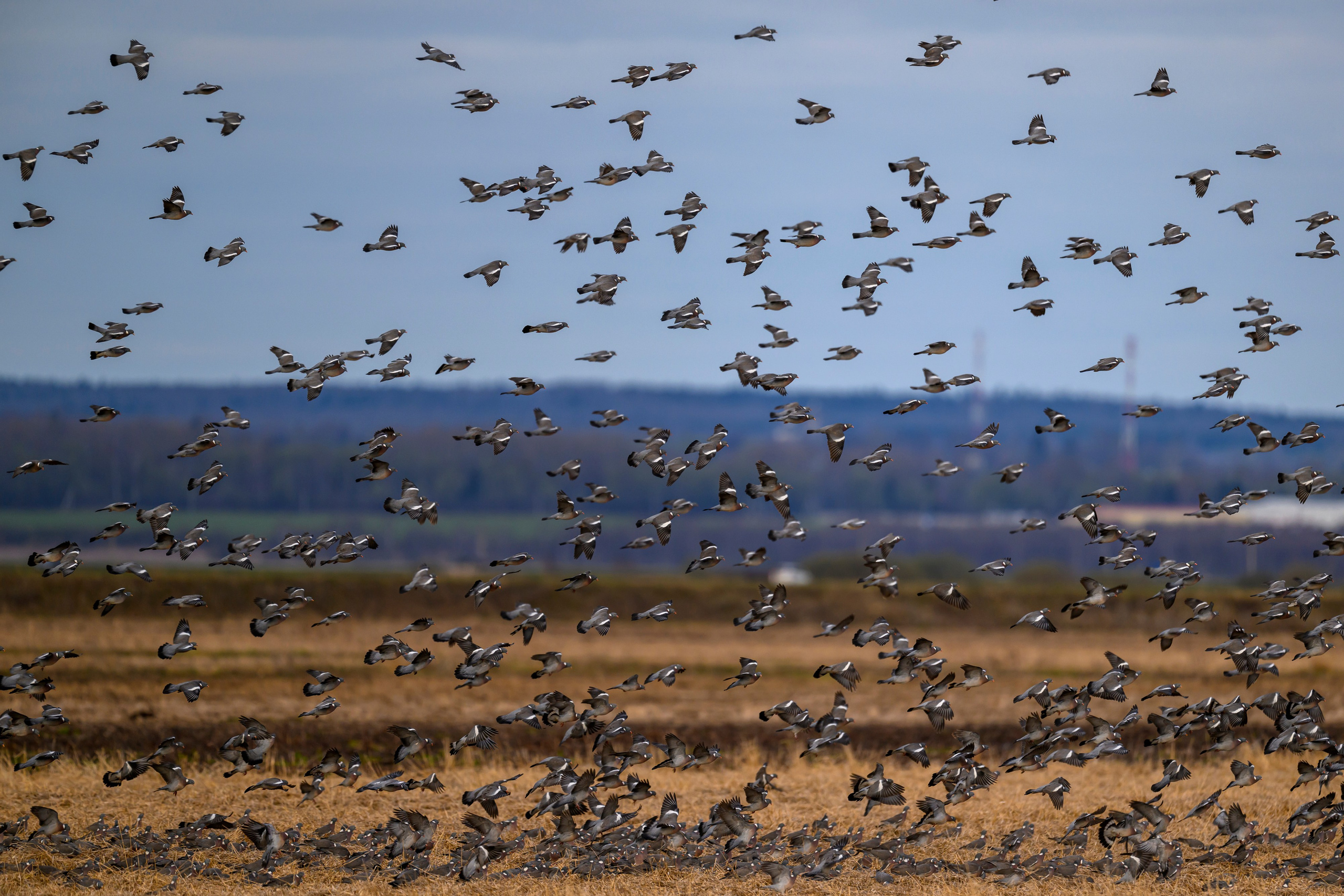 Вяхери. Фотограф Сергей Пупонин