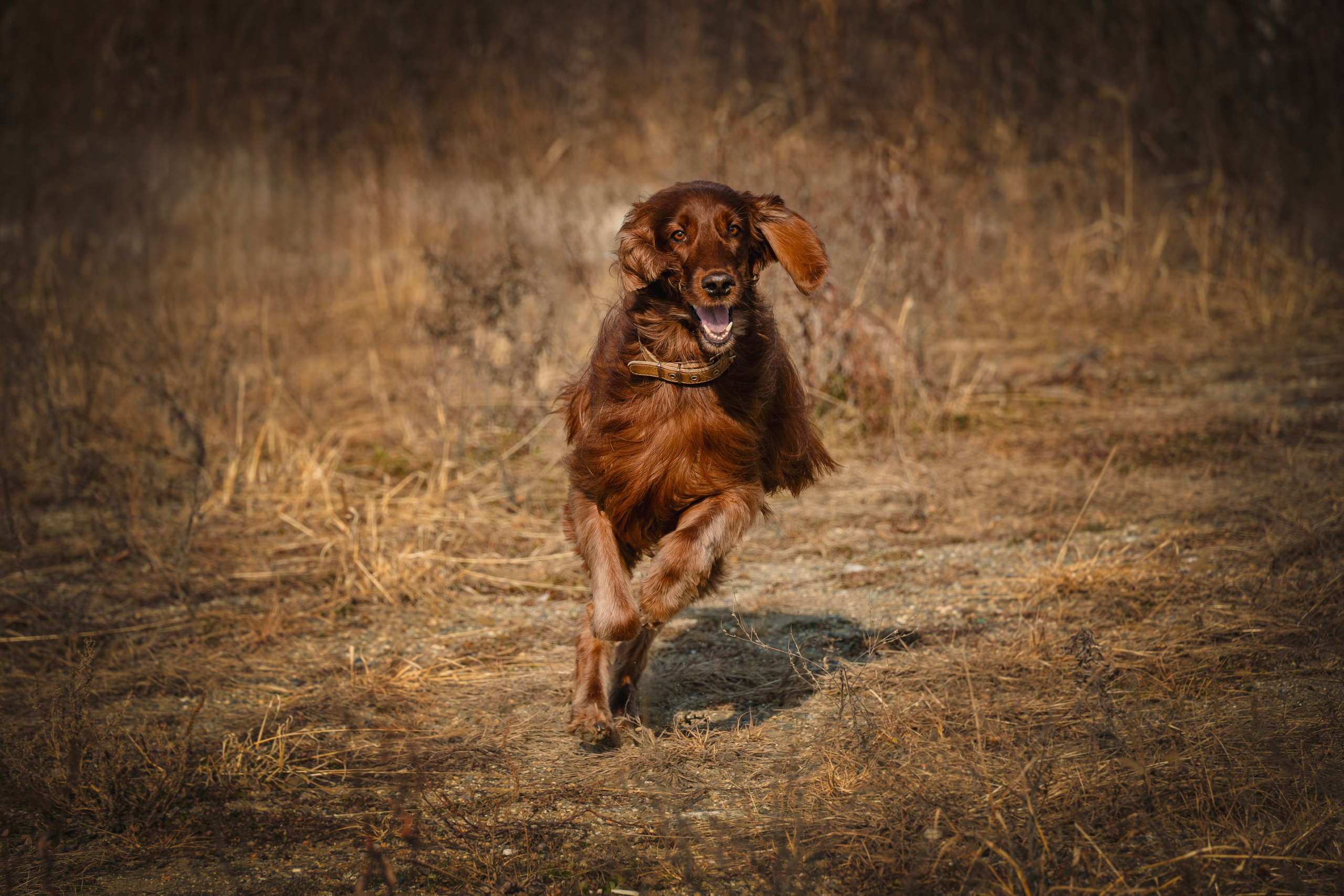 Love Story. Семейный фотограф анималист г. Находка