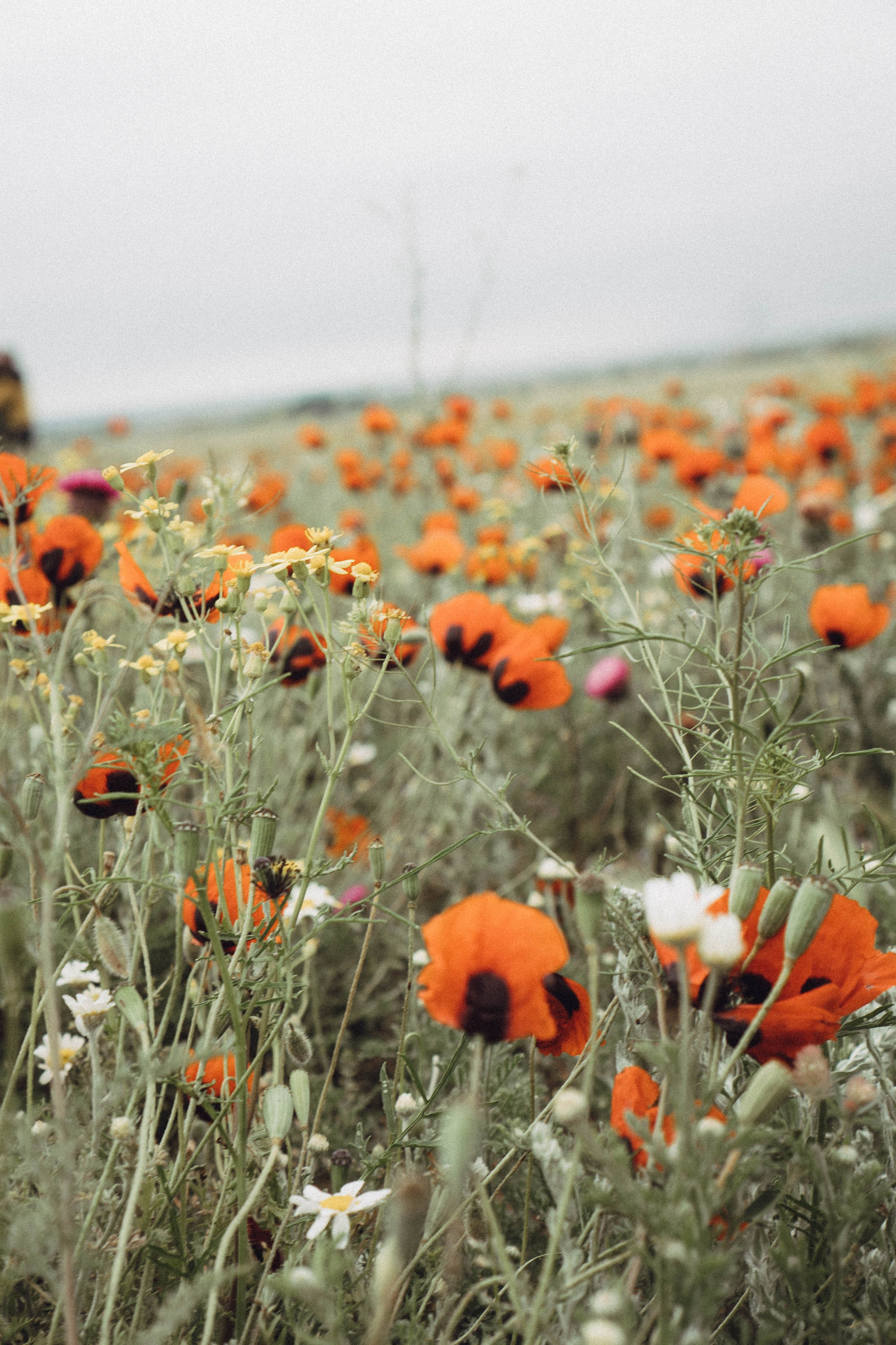 Кавказ. Профессиональный фотограф, Санкт-Петербург — Виктория Богомолова