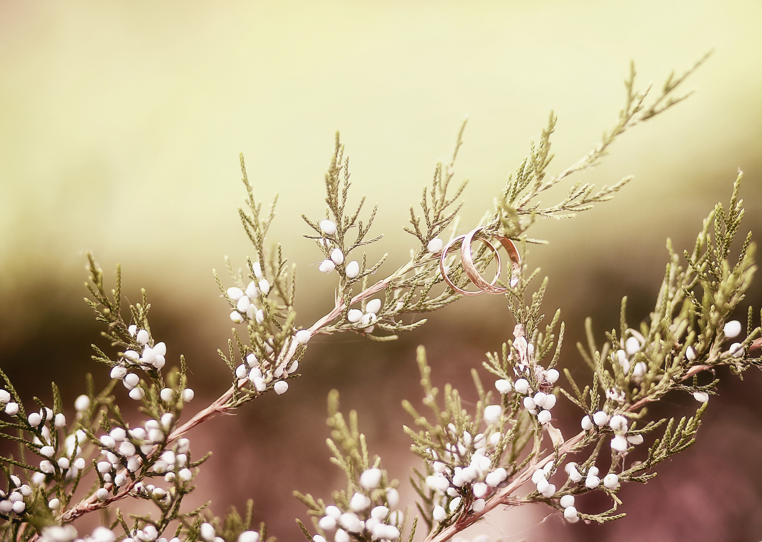 Свадебный и семейный фотограф Марина Душаткина