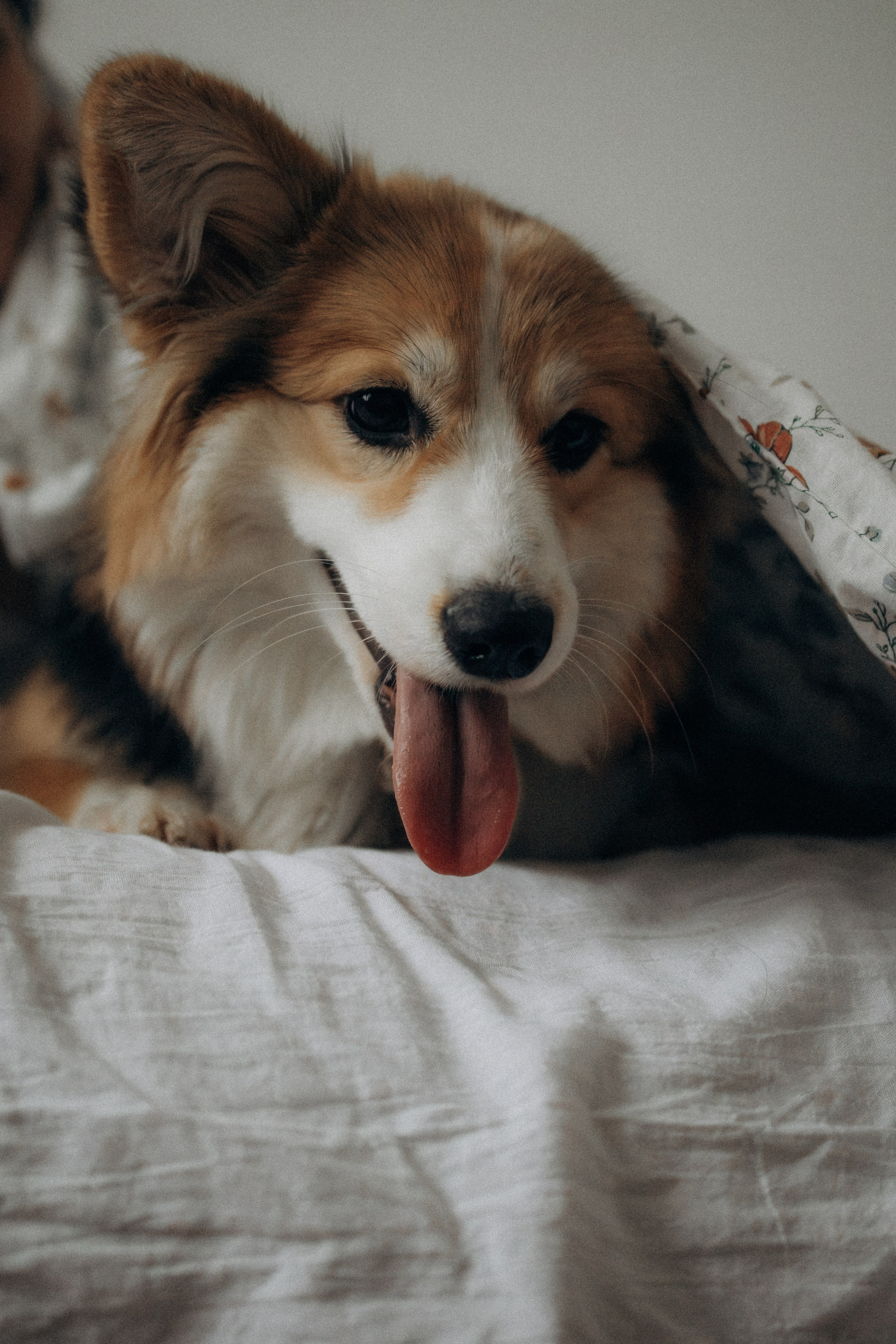 Мишель и Влада. Фотораф — анималист Мария Шистка