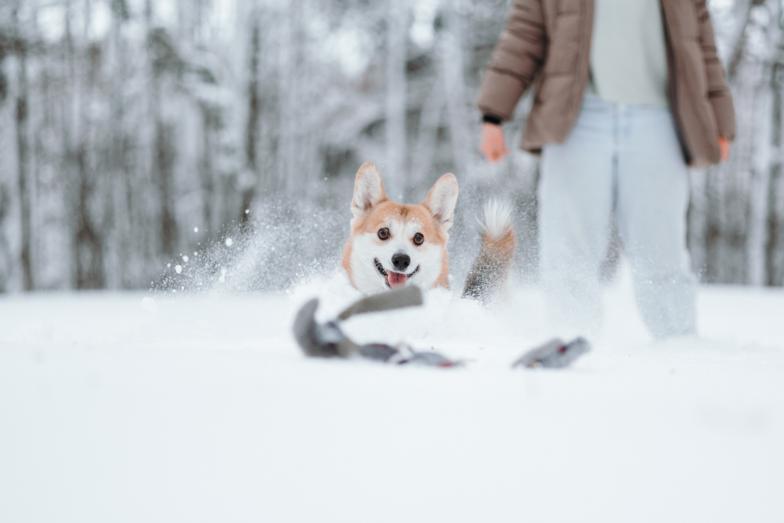 Оливка и ее семья. Фотограф — Анималист | Санкт-Петербург