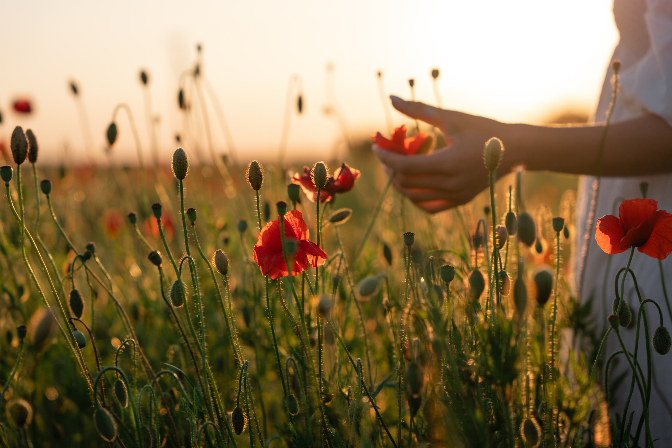 Фотосессия на закате. Свадебный и семейный фотограф Надежда Соловьева