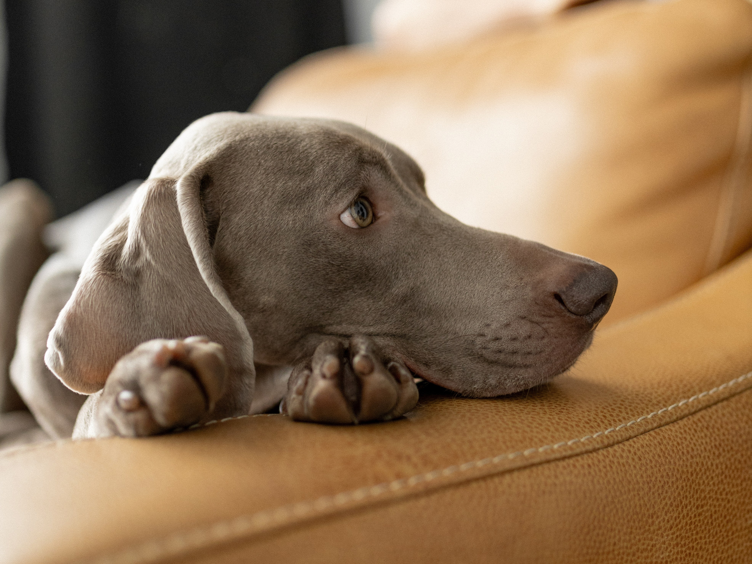 Сенча и Даша. Фотограф-анималист в Москве Кириллова Татьяна