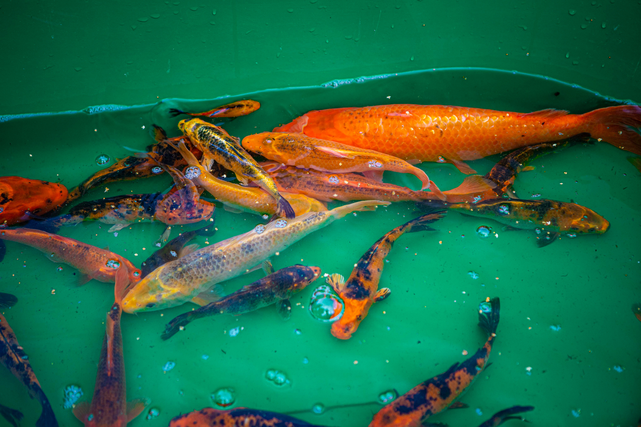 Москои — декоративные рыбы карпы кои на продажу Москва, Дмитров, Курск