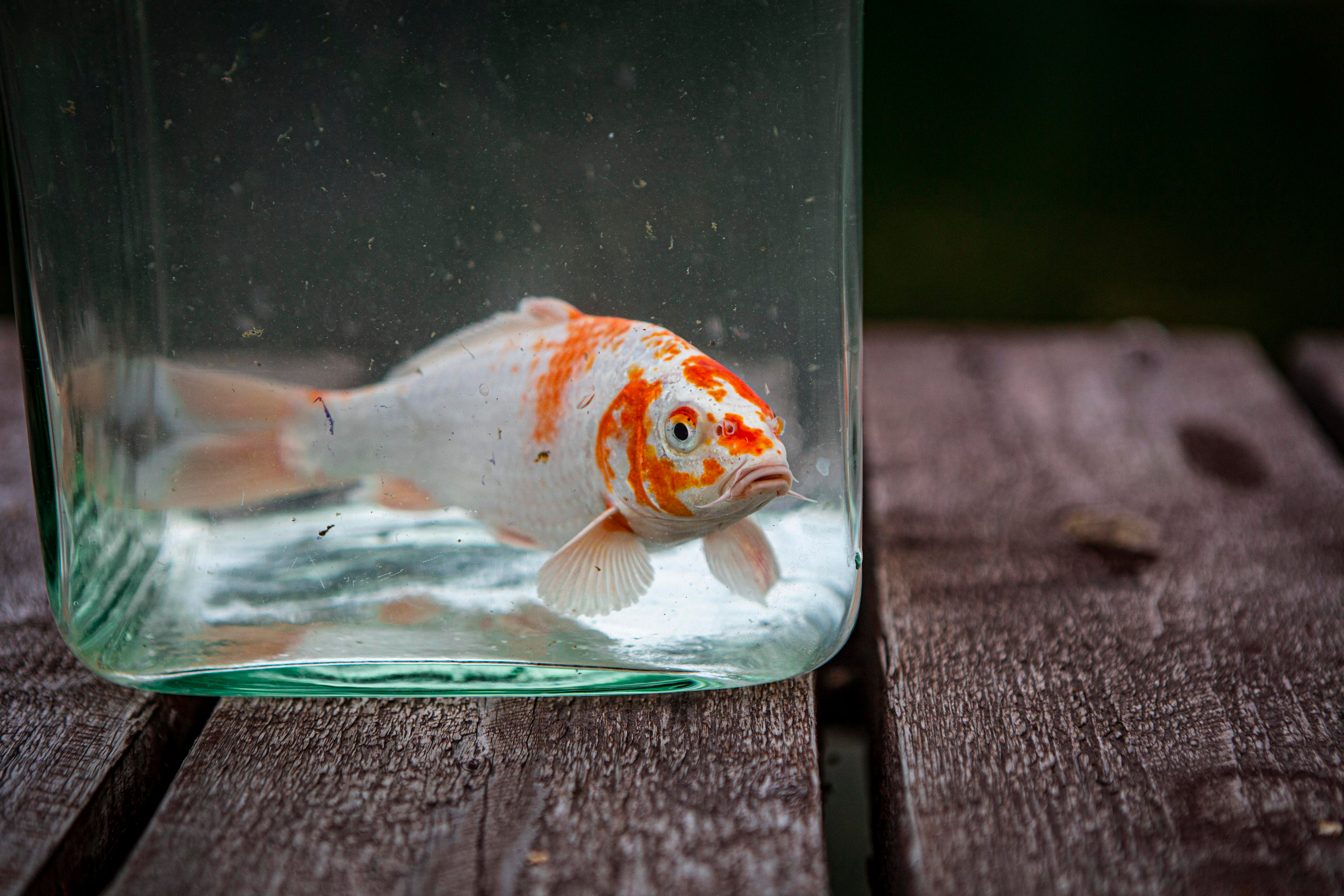 Москои — декоративные рыбы карпы кои на продажу Москва, Дмитров, Курск