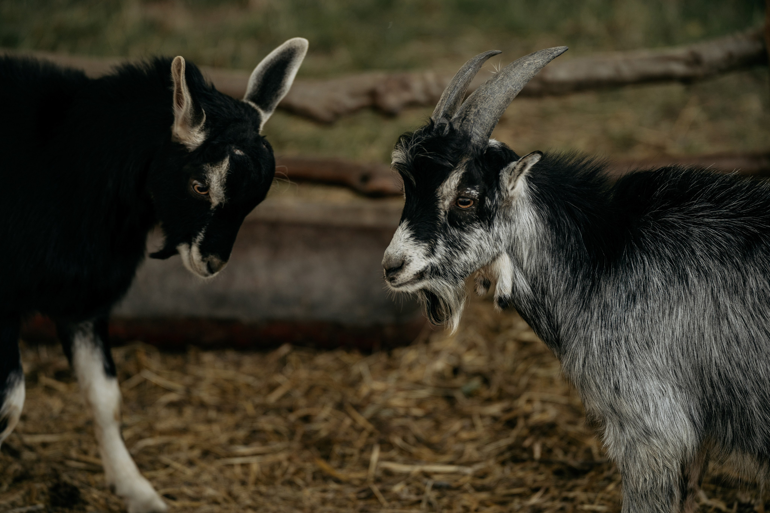Детская фотосессия в Анапе с животными: брат и сестра весело проводят время с козами. Фотограф Анапа.