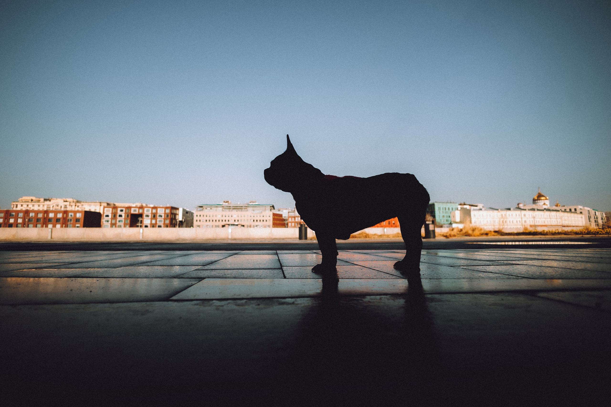 Саша, Дима и Шпуля