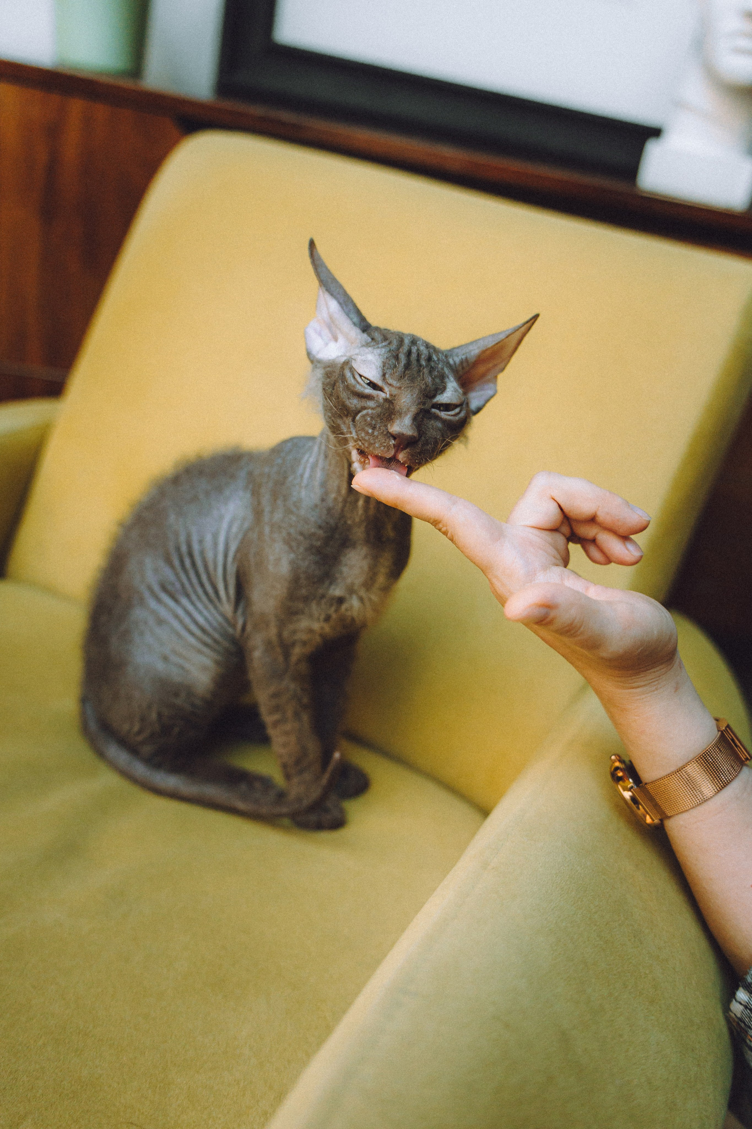 Кокос, Света, Динара и Вилли