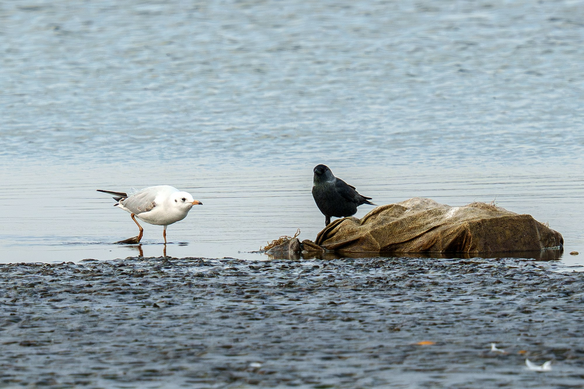 Удивительные мир птиц. Вокруг нас столько прекрасного — присмотритесь!. Ваш личный фотограф Марина Волкова
