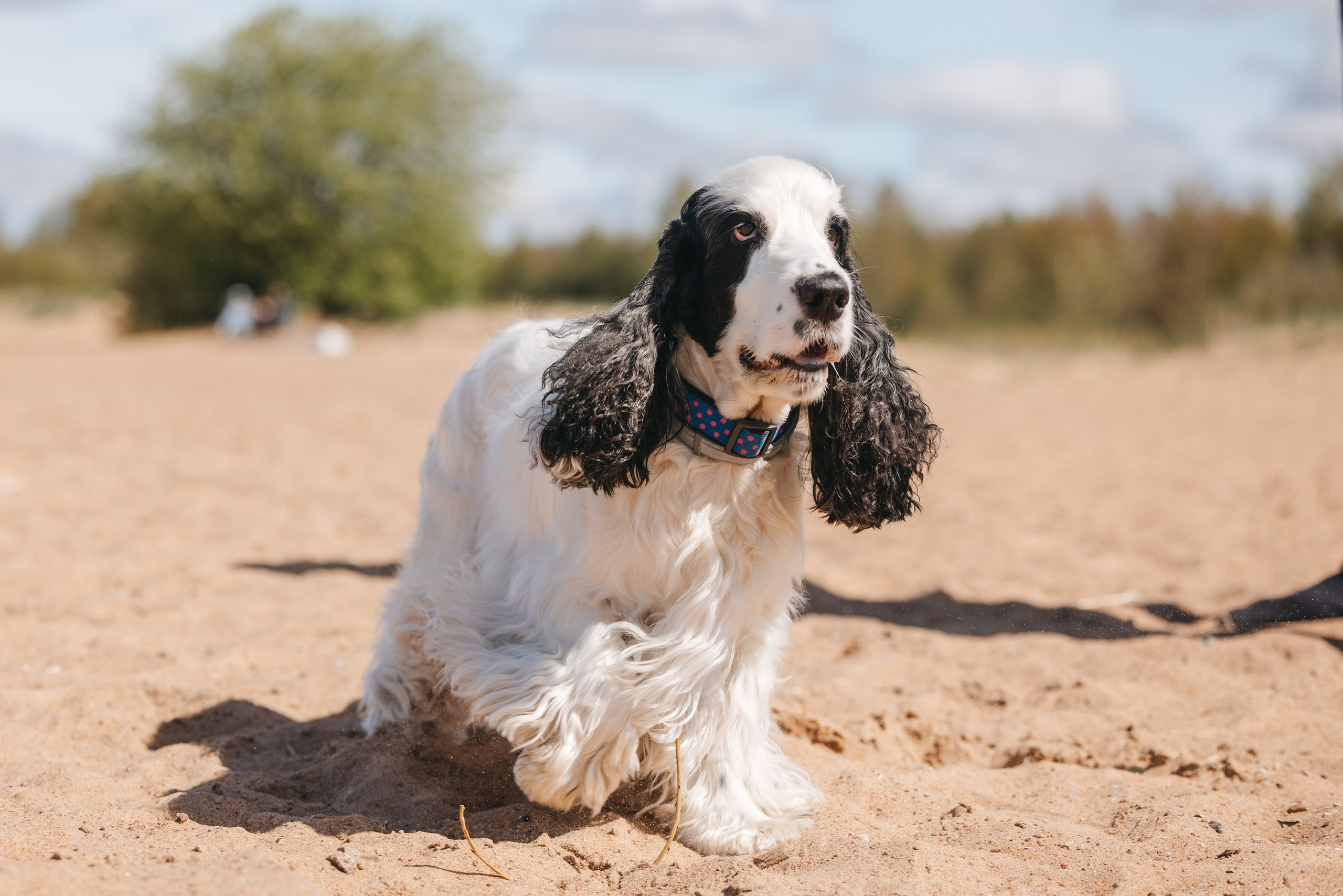 Спанимания. Фотограф анималист Осипчикова Мария