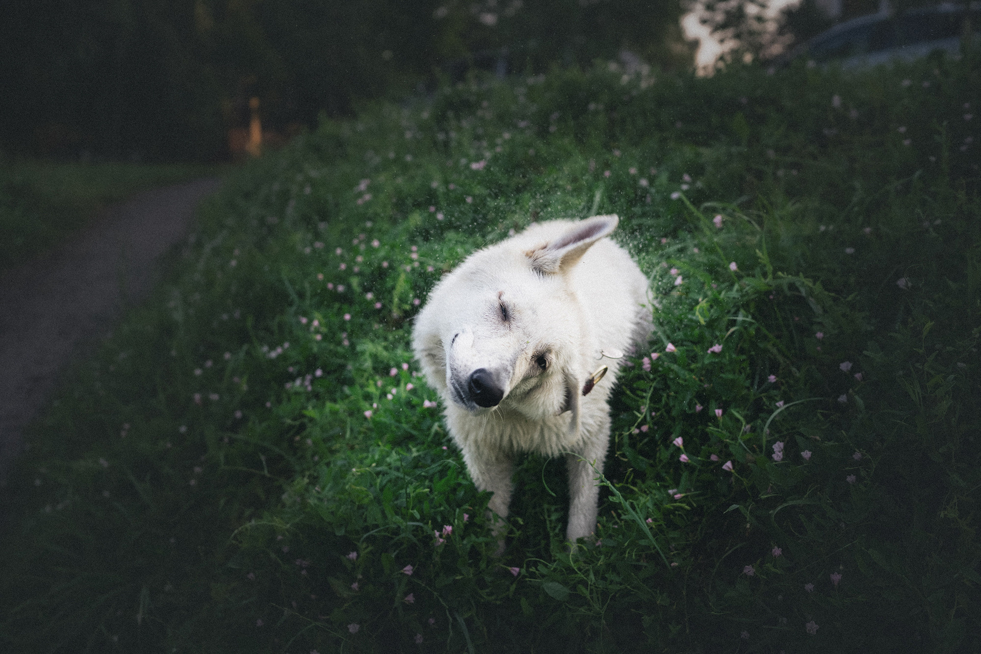 Лиза и Юста. Фотограф анималист в Москве и Санкт-Петербурге Свиридова Анна