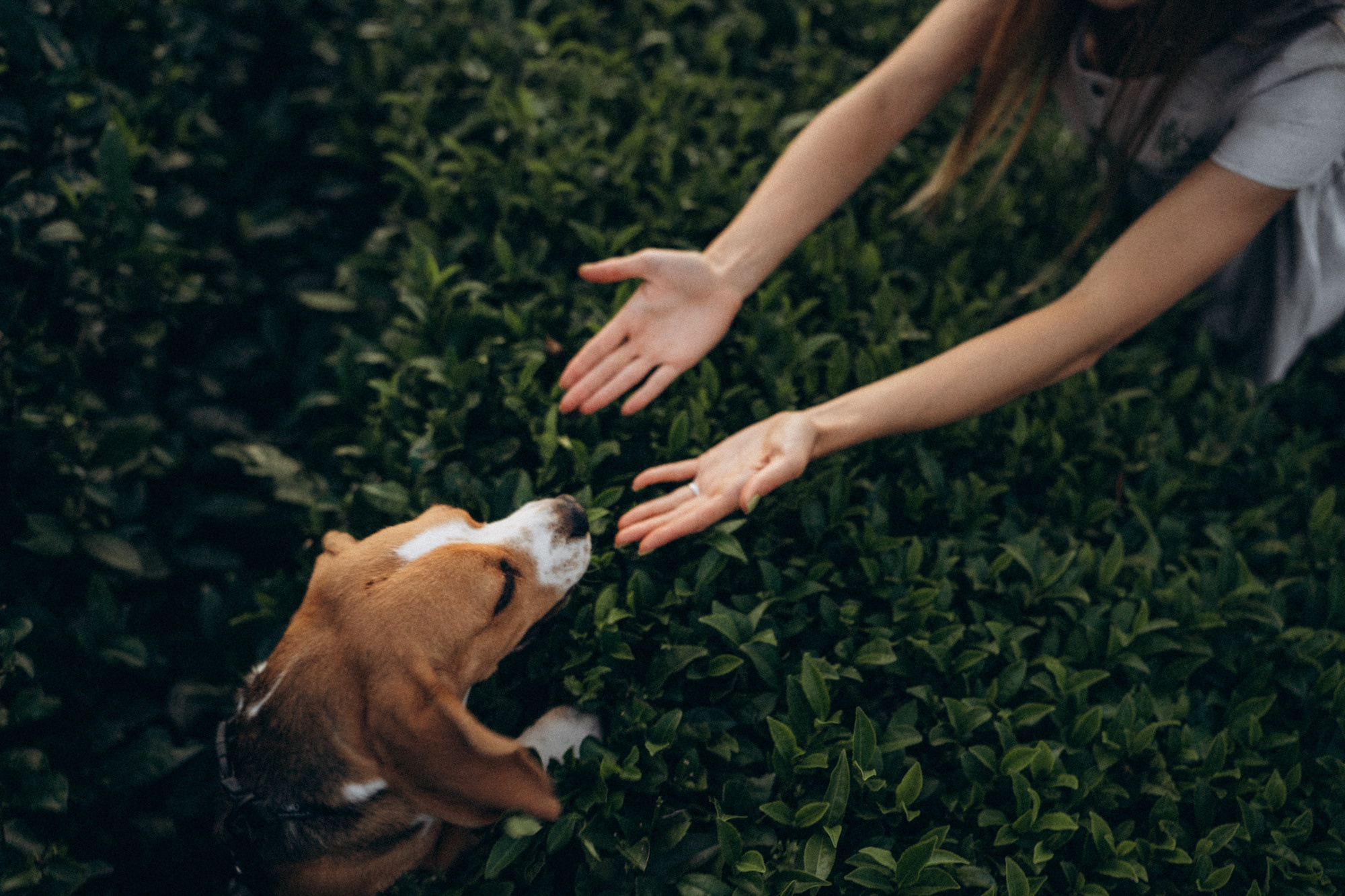 Женя и Мира. Фотограф анималист в Москве и Санкт-Петербурге Свиридова Анна