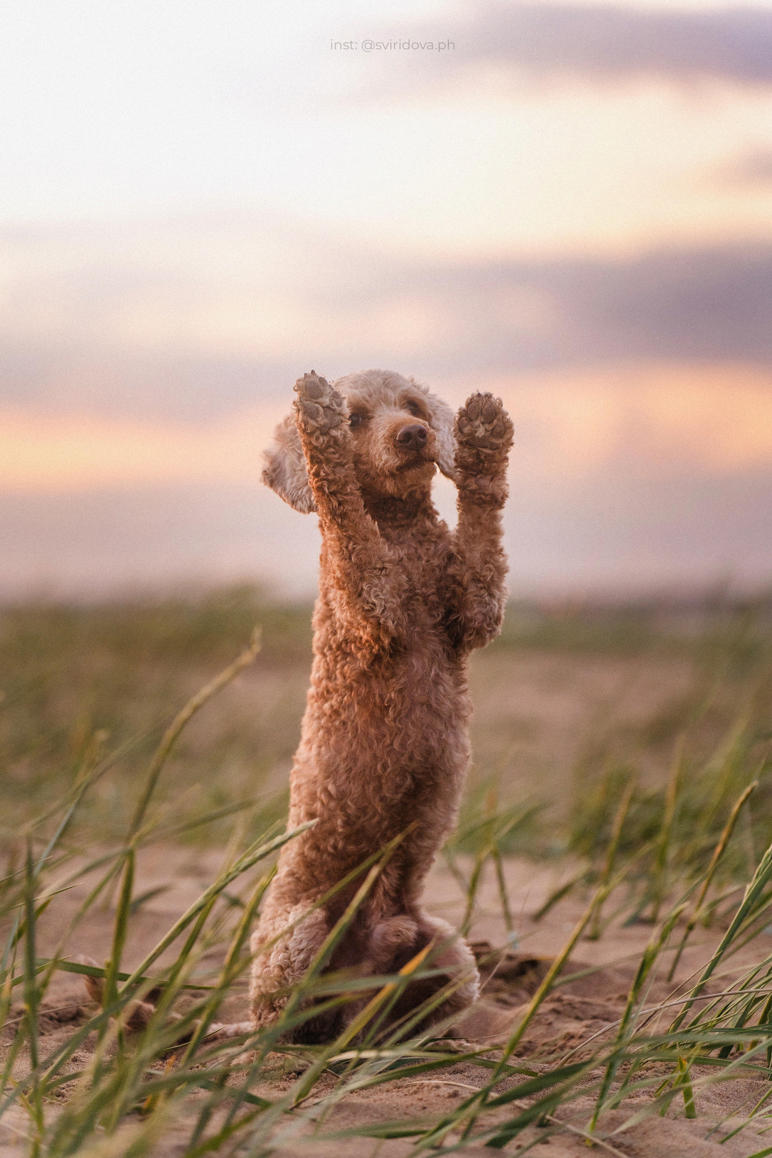 Янки, Румпель, Лось, Токи, Мако. Фотограф анималист в Москве и Санкт-Петербурге Свиридова Анна
