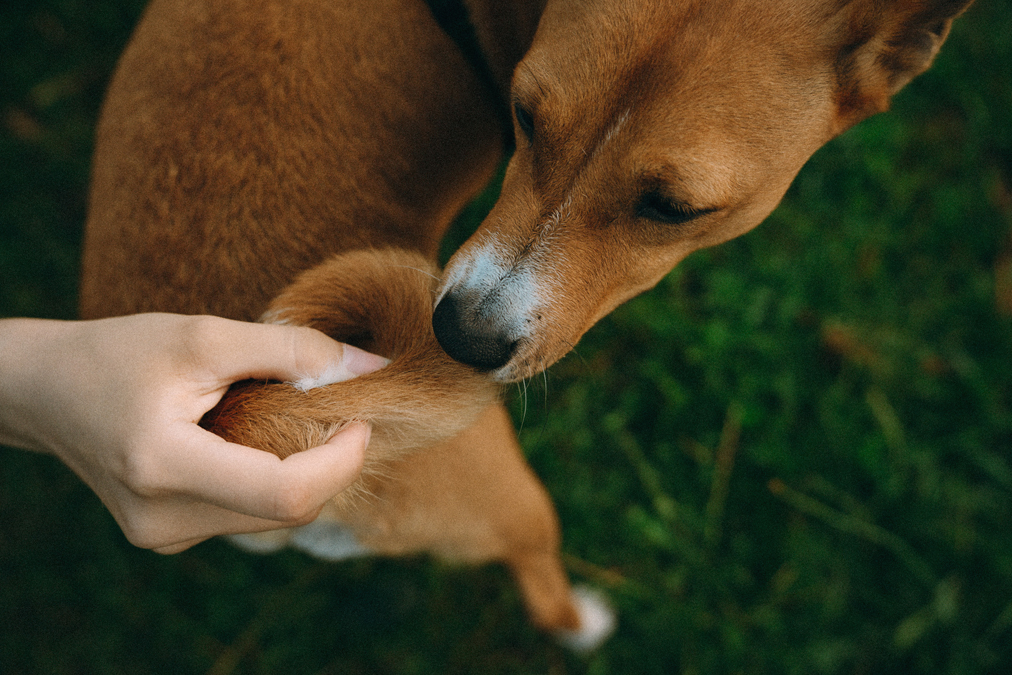 Арина и Рики. Фотограф анималист в Москве и Санкт-Петербурге Свиридова Анна