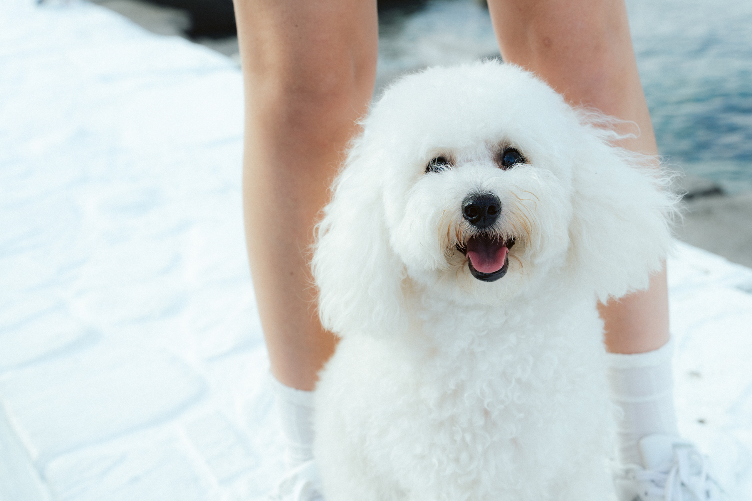Ангелина и Варежка. Фотограф анималист в Москве и Санкт-Петербурге Свиридова Анна