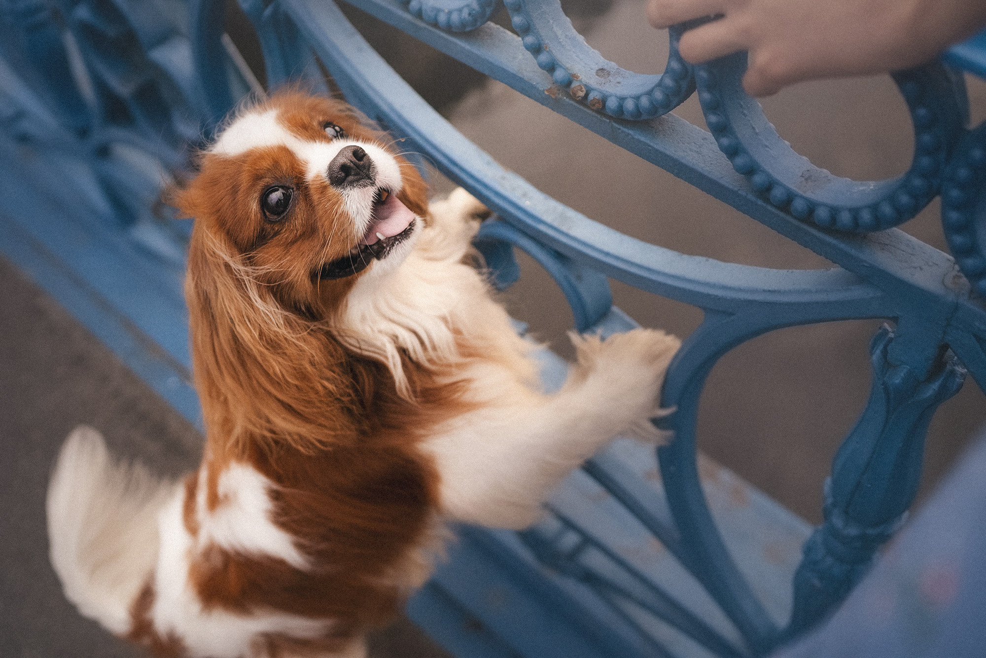 Таня и Лео. Фотограф анималист в Москве и Санкт-Петербурге Свиридова Анна