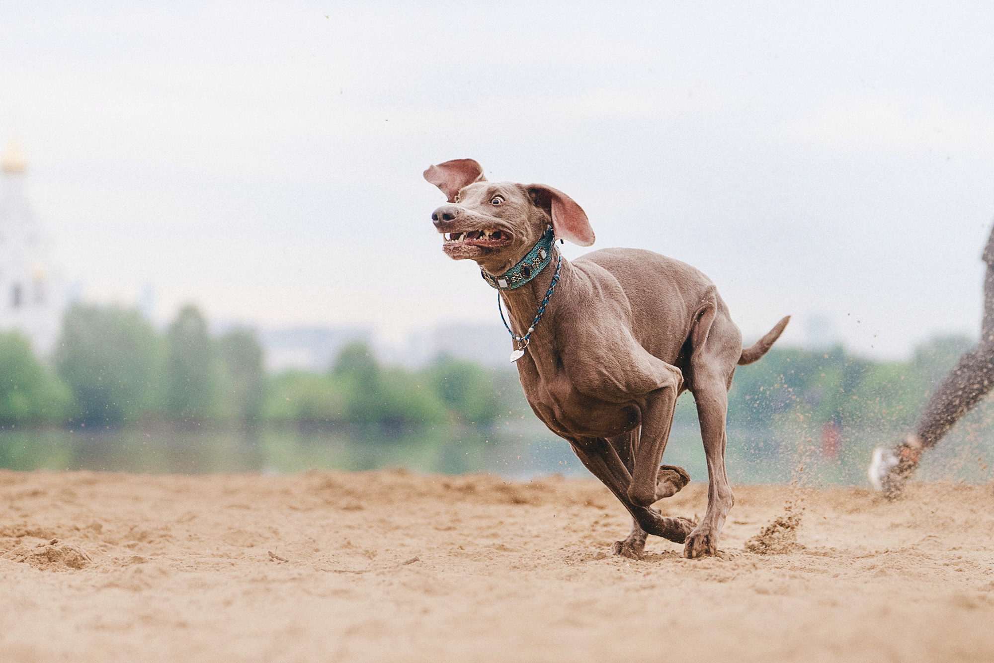 Полина, Борис, Луна и Эль. Фотограф анималист в Москве и Санкт-Петербурге Свиридова Анна