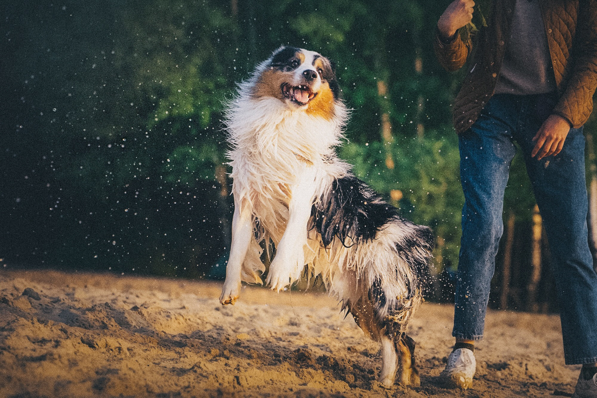 Аня, Игорь, Аусь и Хась. Фотограф анималист в Москве и Санкт-Петербурге Свиридова Анна