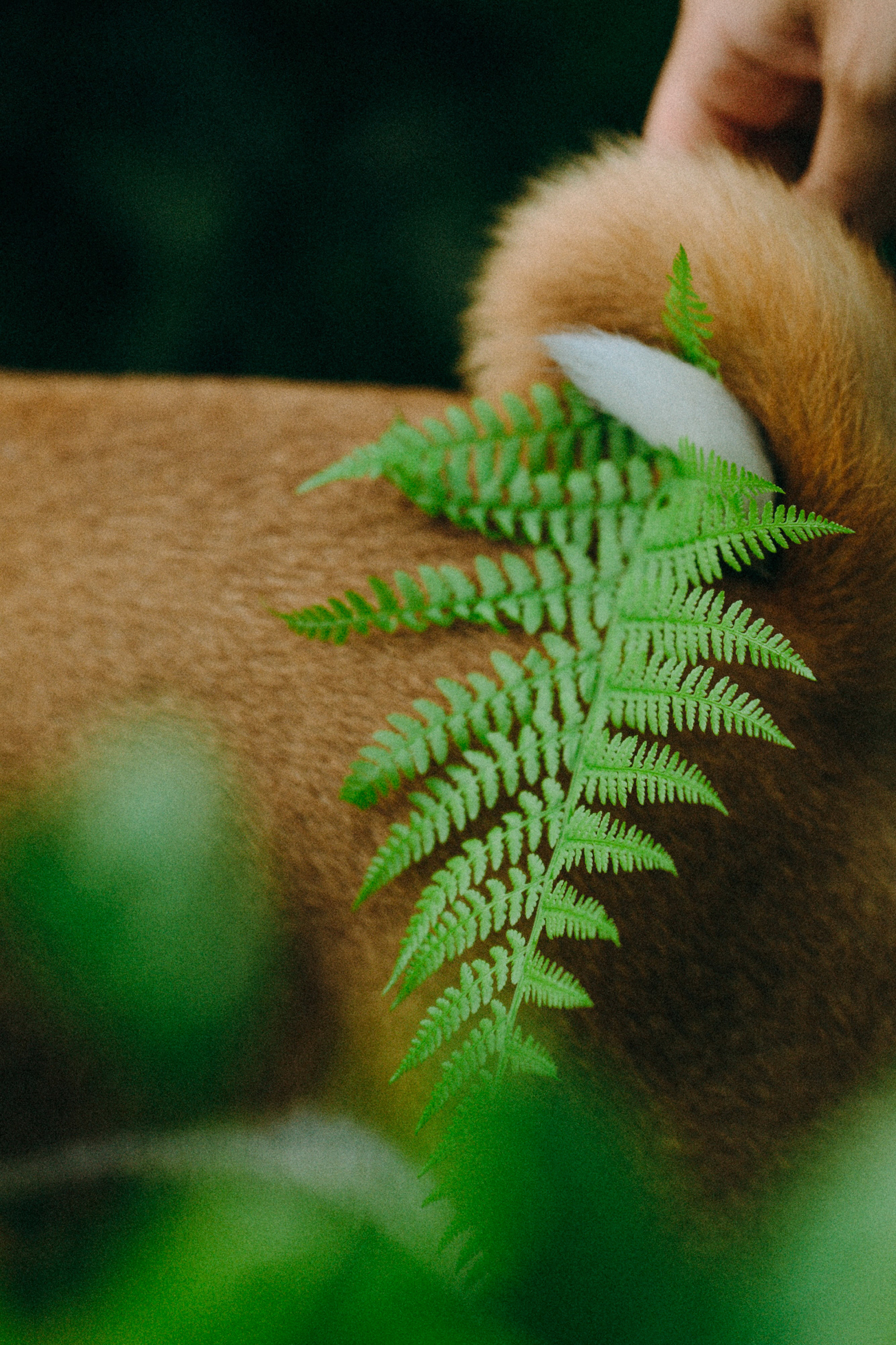 Арина и Рики. Фотограф анималист в Москве и Санкт-Петербурге Свиридова Анна