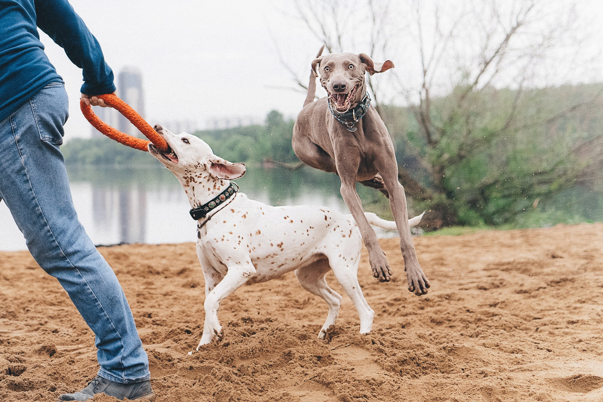 Полина, Борис, Луна и Эль. Фотограф анималист в Москве и Санкт-Петербурге Свиридова Анна