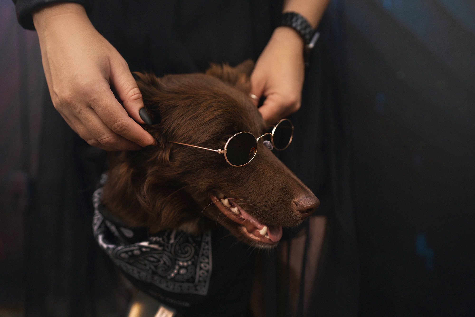 Аня и Брук. Фотограф анималист в Москве и Санкт-Петербурге Свиридова Анна