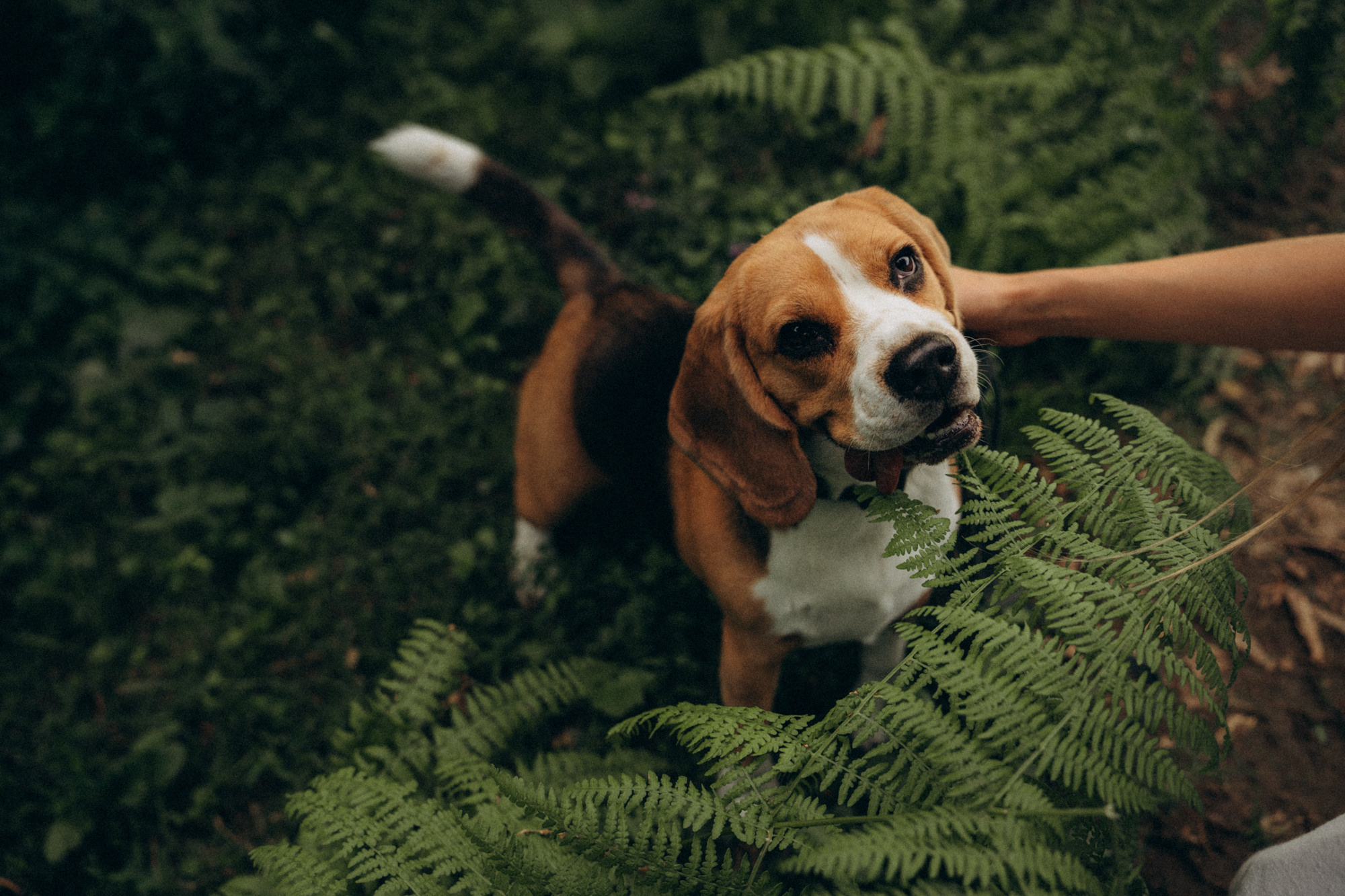 Женя и Мира. Фотограф анималист в Москве и Санкт-Петербурге Свиридова Анна