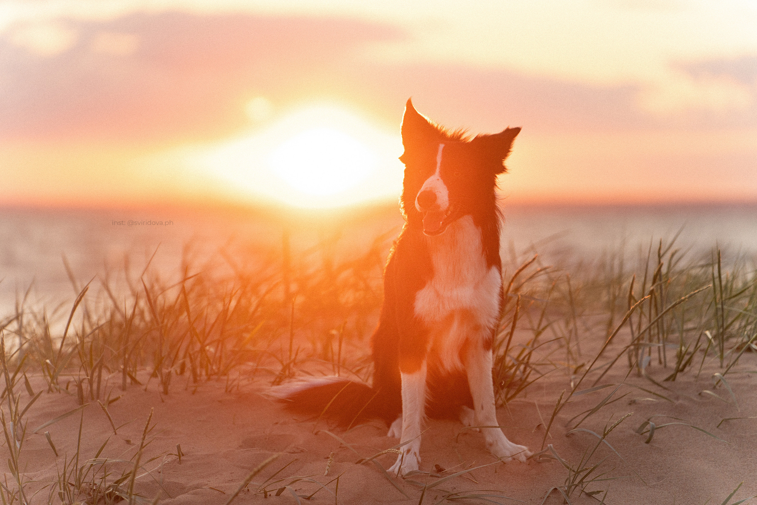 Янки, Румпель, Лось, Токи, Мако. Фотограф анималист в Москве и Санкт-Петербурге Свиридова Анна