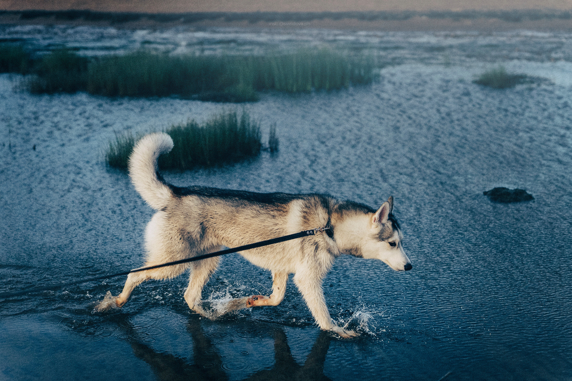 Катя, Илья, Лагерта. Фотограф анималист в Москве и Санкт-Петербурге Свиридова Анна