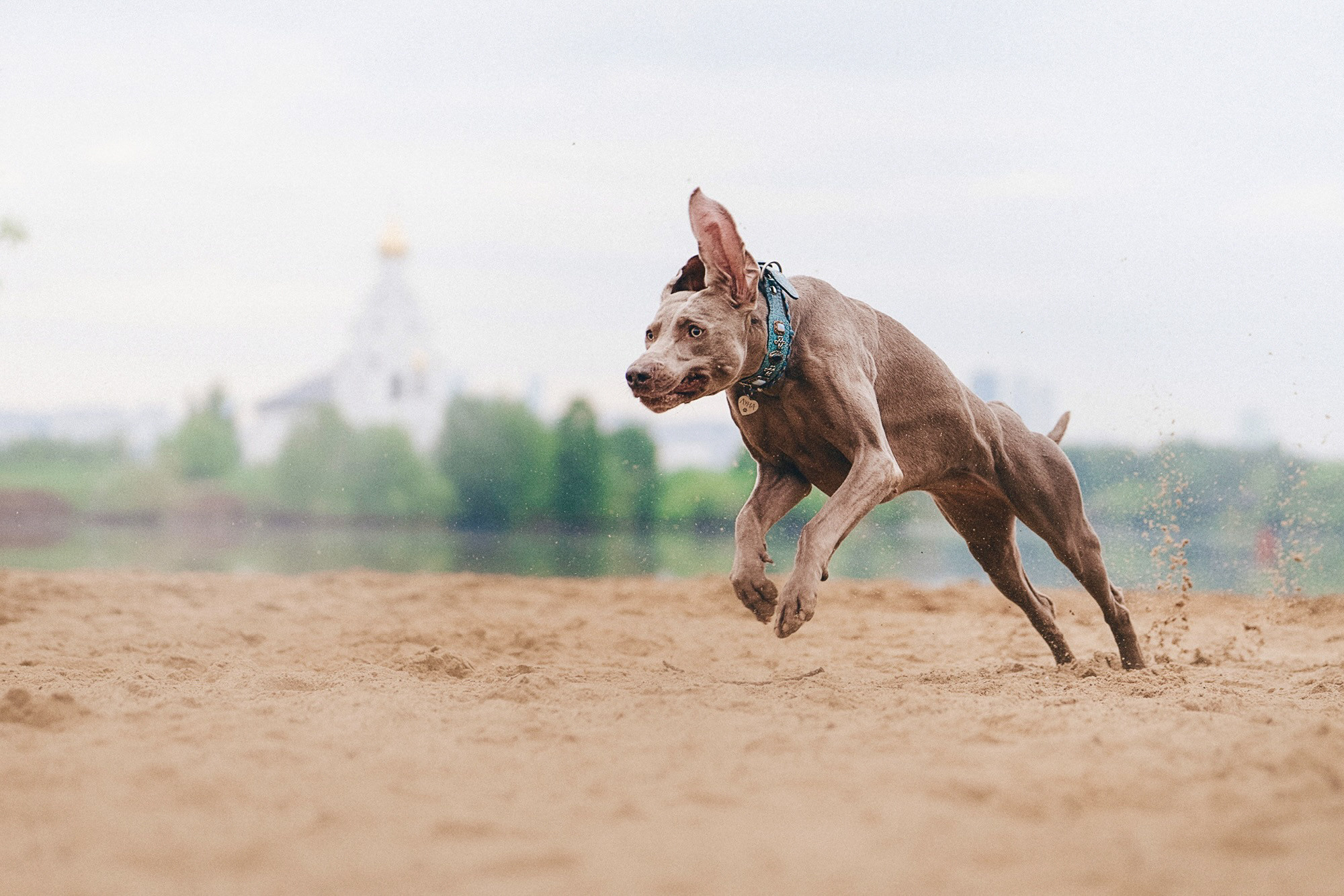 Полина, Борис, Луна и Эль. Фотограф анималист в Москве и Санкт-Петербурге Свиридова Анна