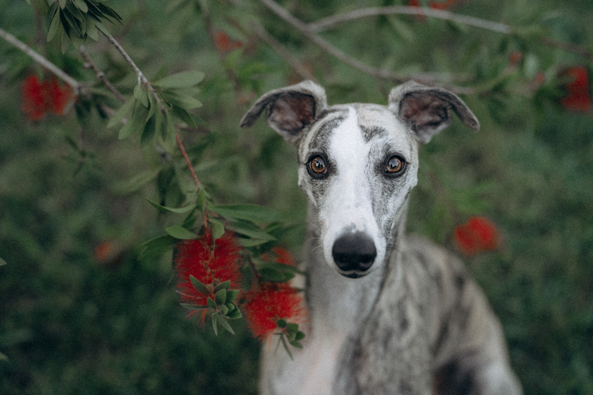 Аня и Джованни. Фотограф анималист в Москве и Санкт-Петербурге Свиридова Анна