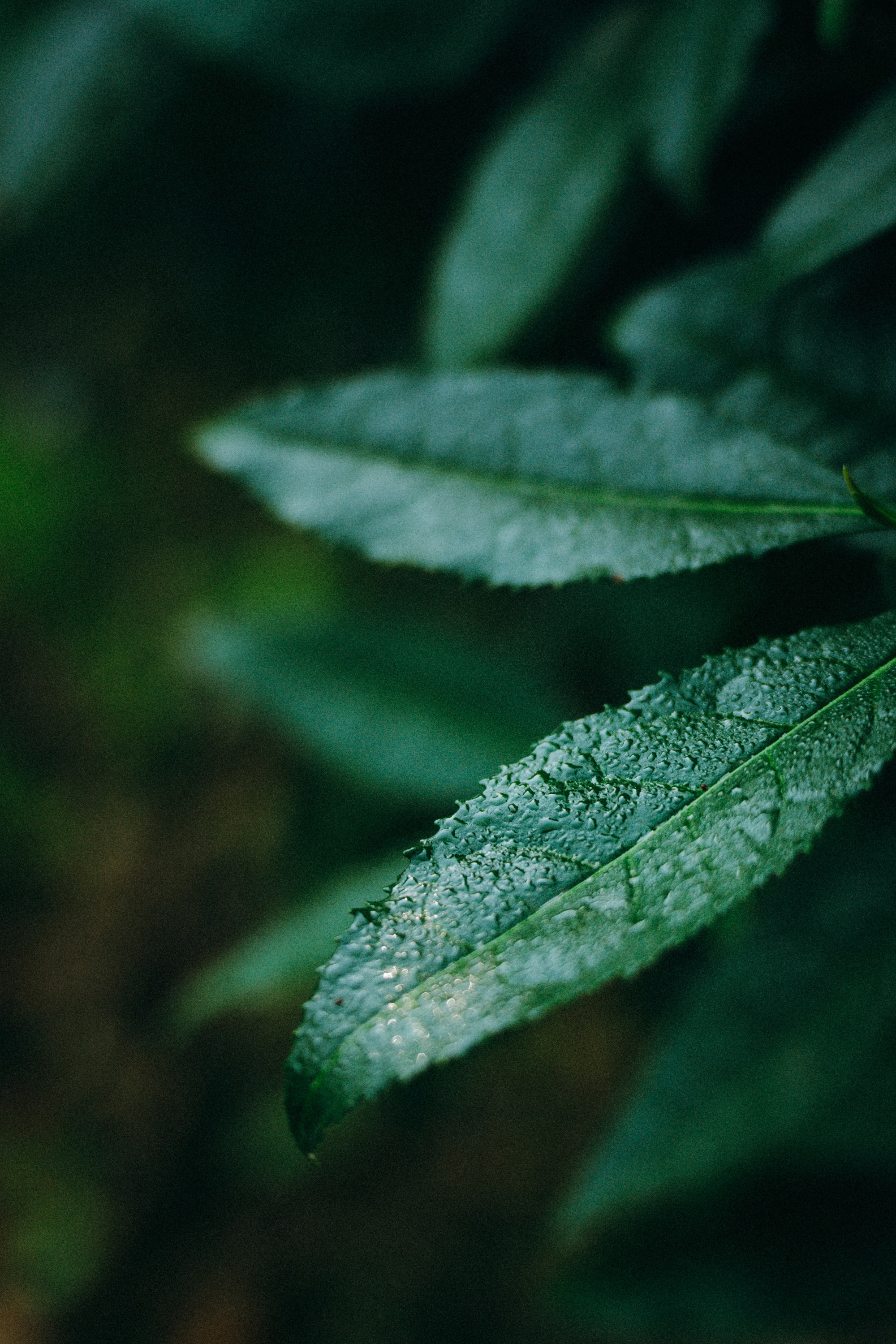 Арина и Рики. Фотограф анималист в Москве и Санкт-Петербурге Свиридова Анна