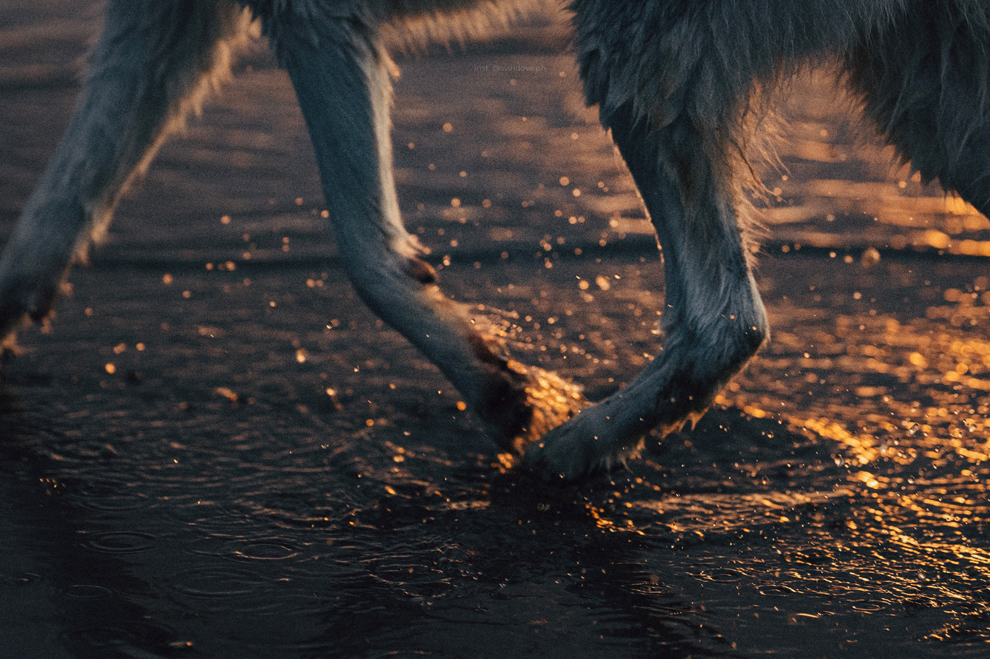 Катя, Илья, Лагерта. Фотограф анималист в Москве и Санкт-Петербурге Свиридова Анна
