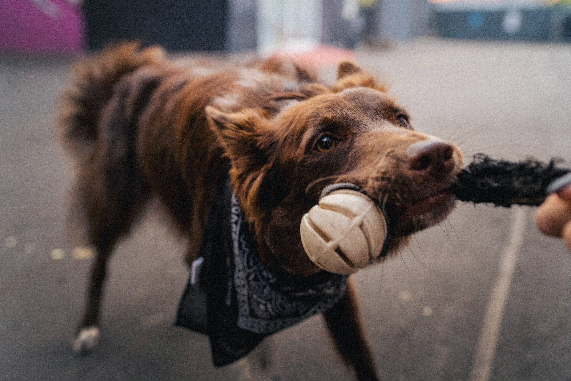 Аня и Брук. Фотограф анималист в Москве и Санкт-Петербурге Свиридова Анна