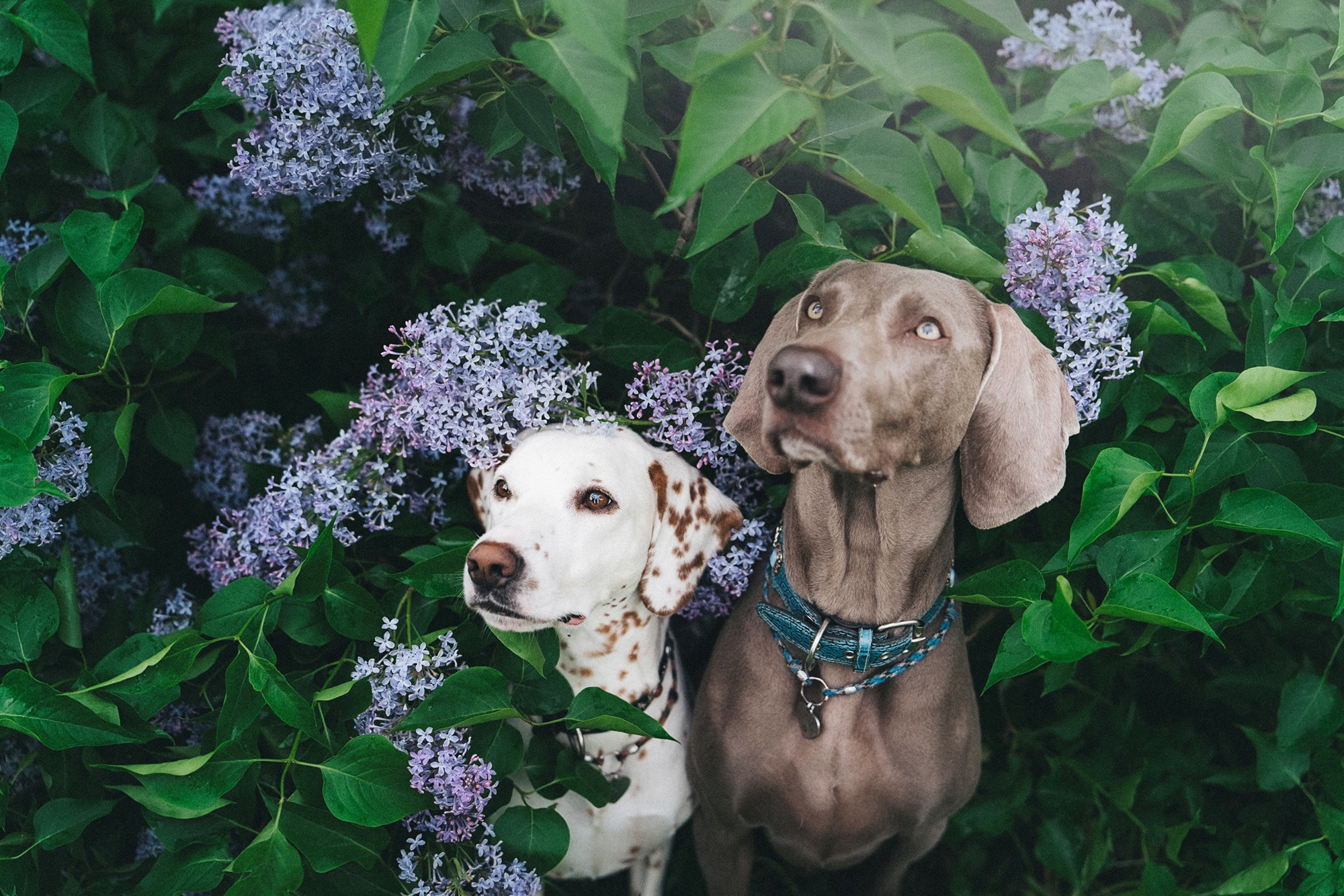 Полина, Борис, Луна и Эль. Фотограф анималист в Москве и Санкт-Петербурге Свиридова Анна