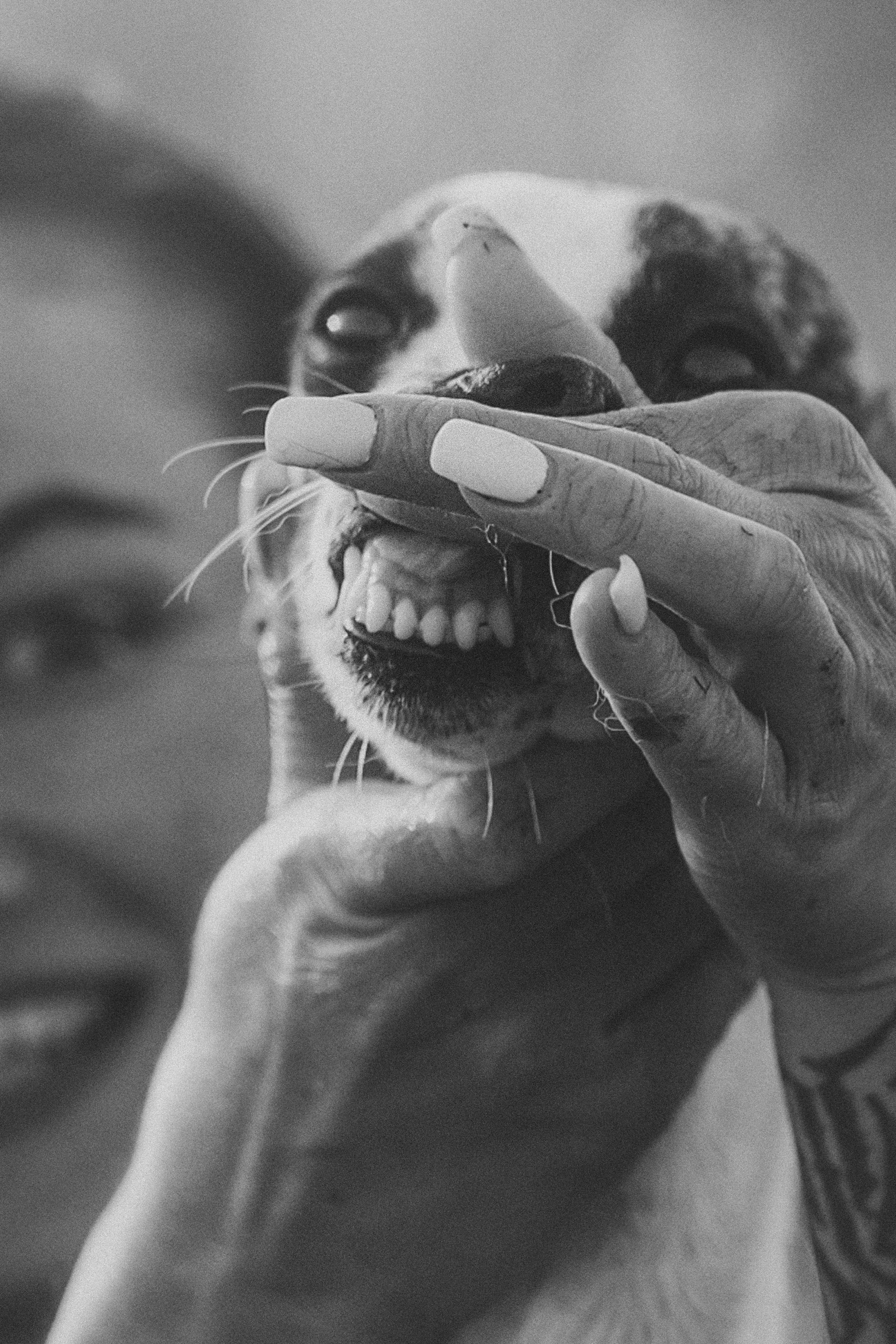 Софа, Уна и Лють. Фотограф анималист в Москве и Санкт-Петербурге Свиридова Анна