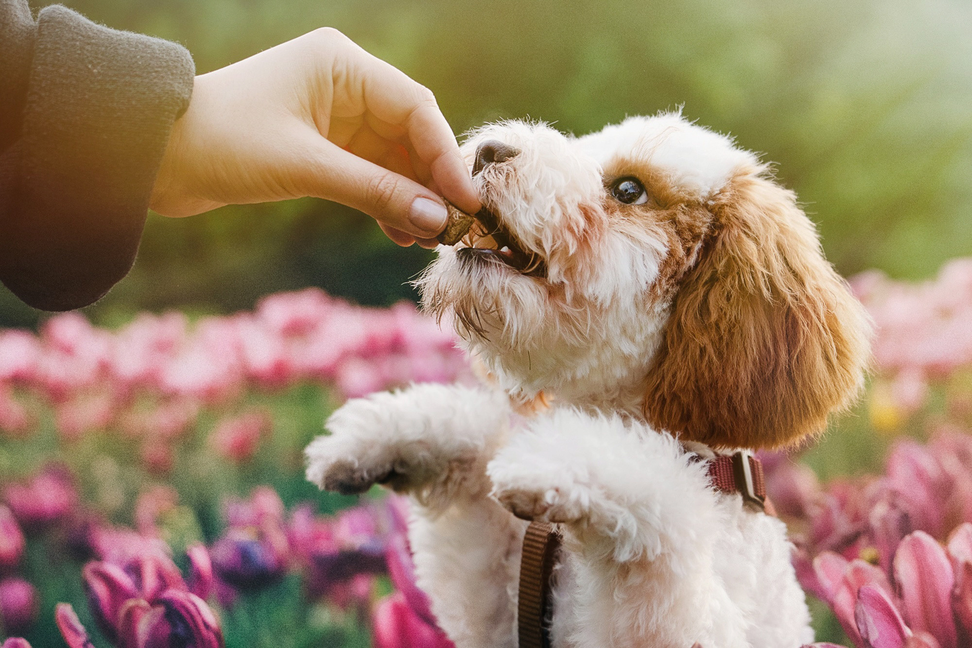 Амина, Андрей и Умка. Фотограф анималист в Москве и Санкт-Петербурге Свиридова Анна