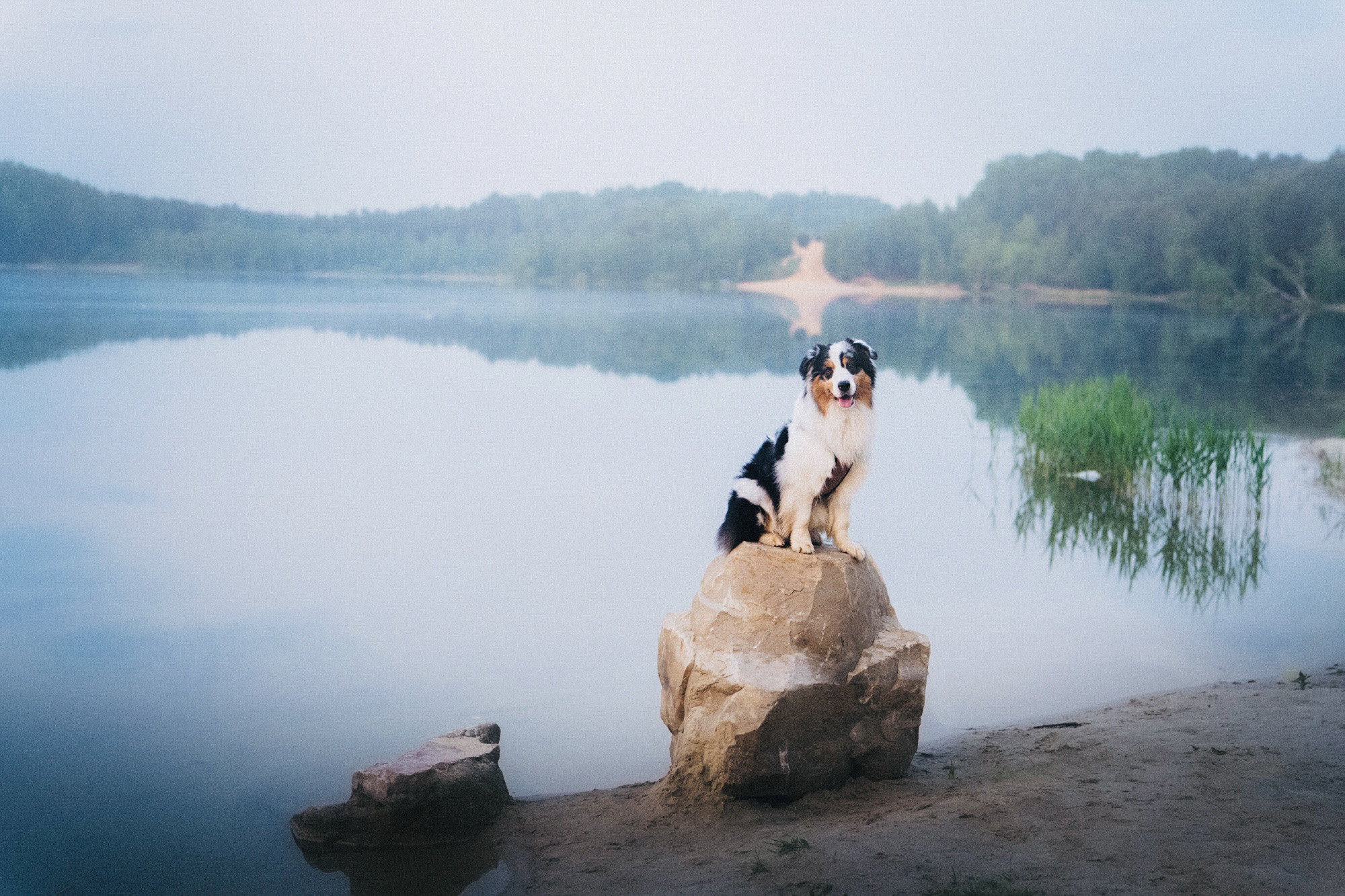 Аня, Игорь, Аусь и Хась. Фотограф анималист в Москве и Санкт-Петербурге Свиридова Анна