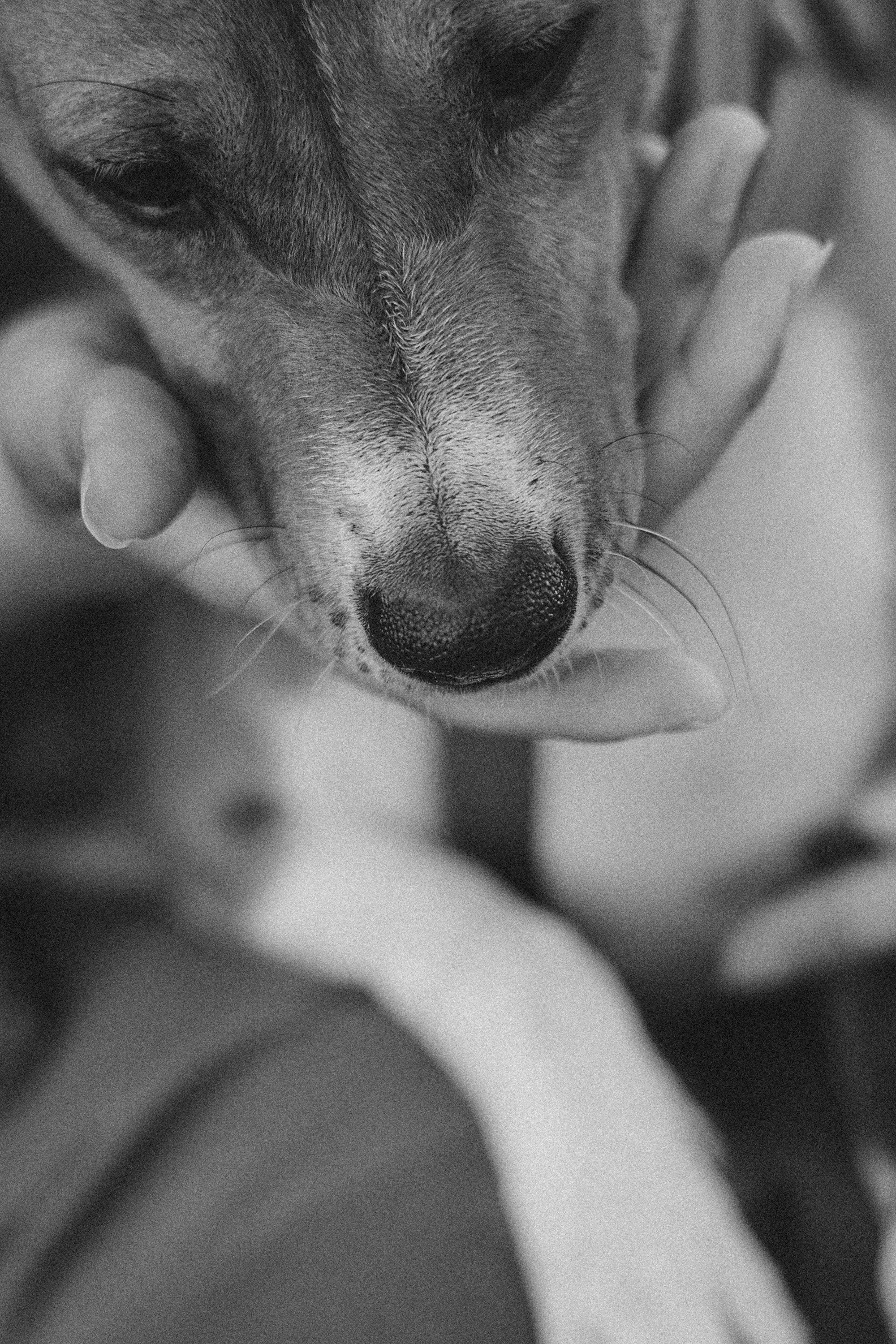 Арина и Рики. Фотограф анималист в Москве и Санкт-Петербурге Свиридова Анна